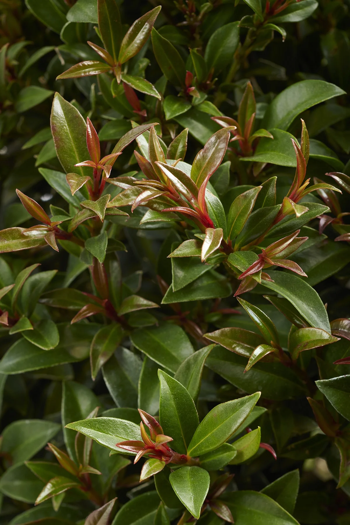 © Monrovia by Brandon Friend-Solis
