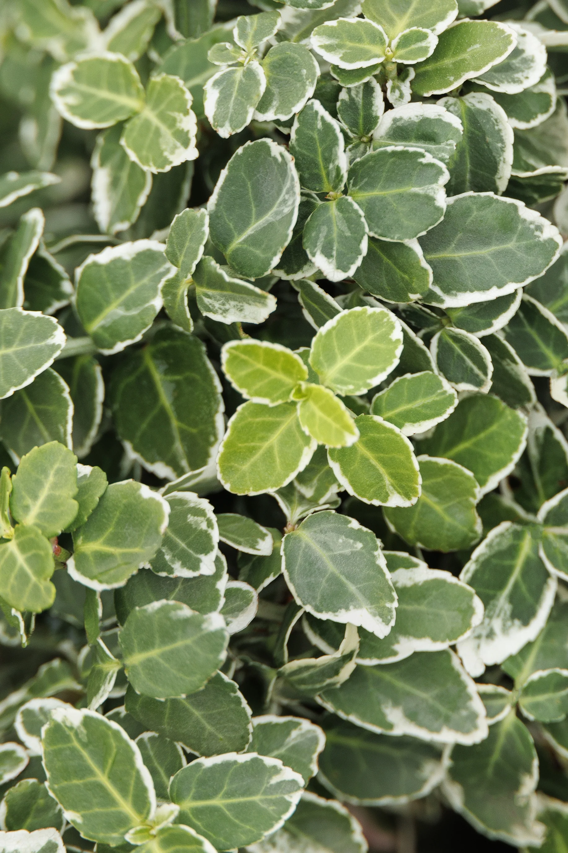 © Monrovia by Doreen Wynja