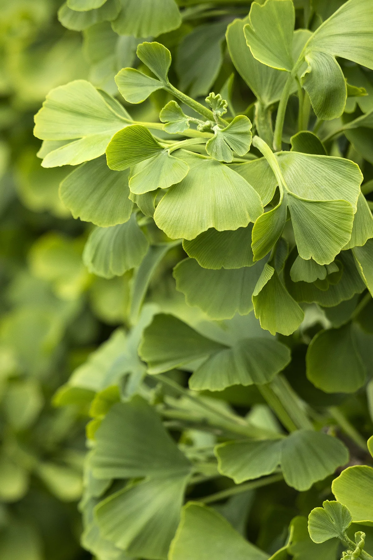 © Monrovia by Doreen Wynja