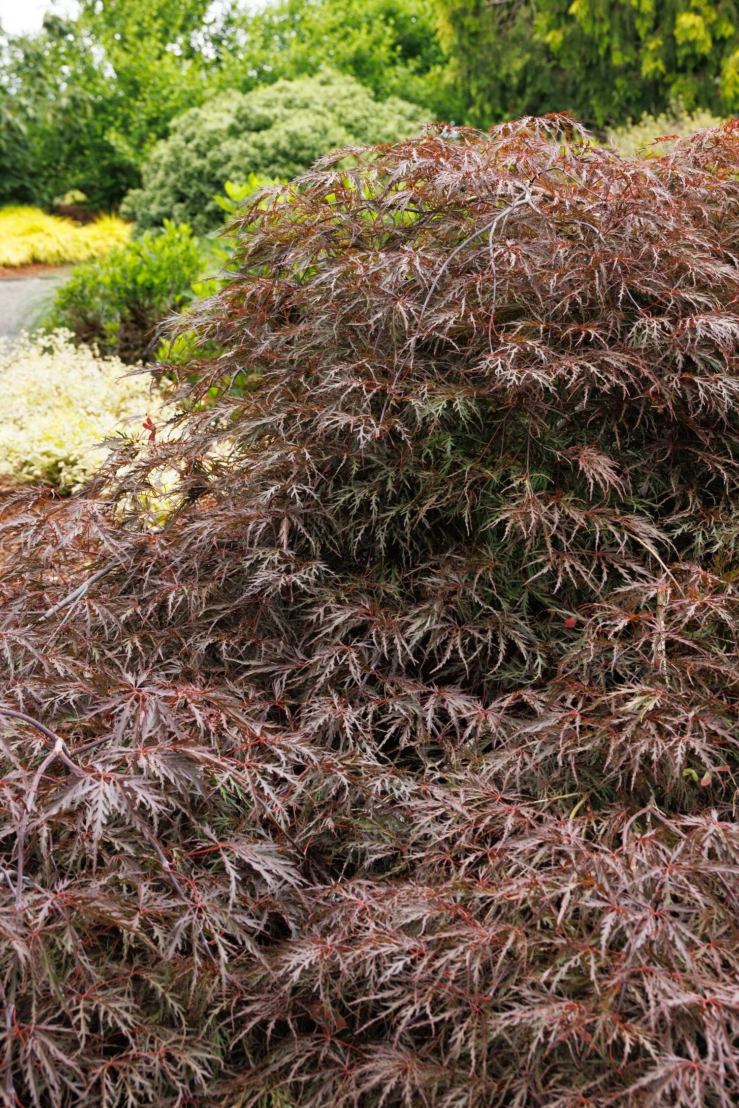 © Monrovia by Doreen Wynja