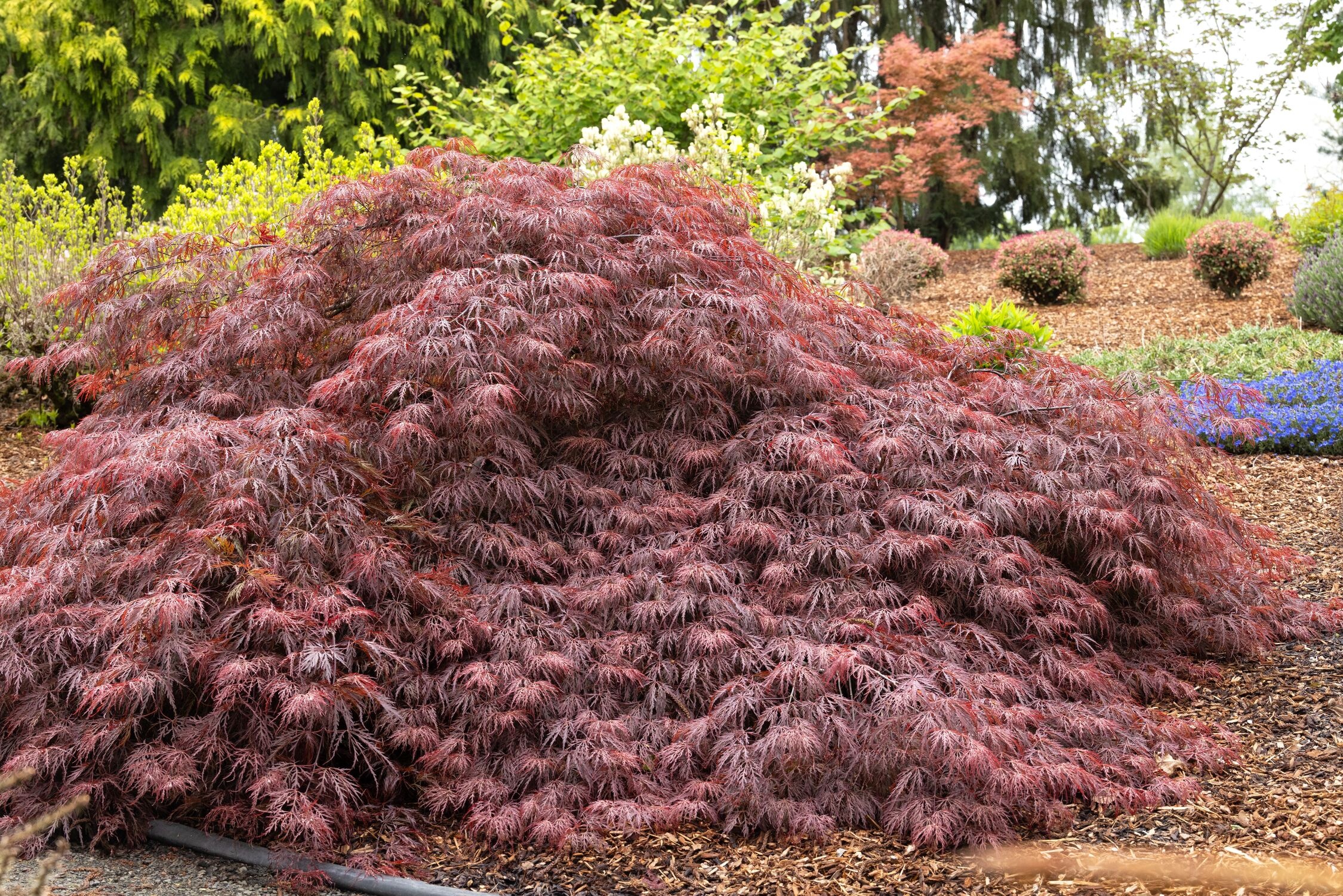 Velvet Viking™ Japanese Maple, Monrovia Plant