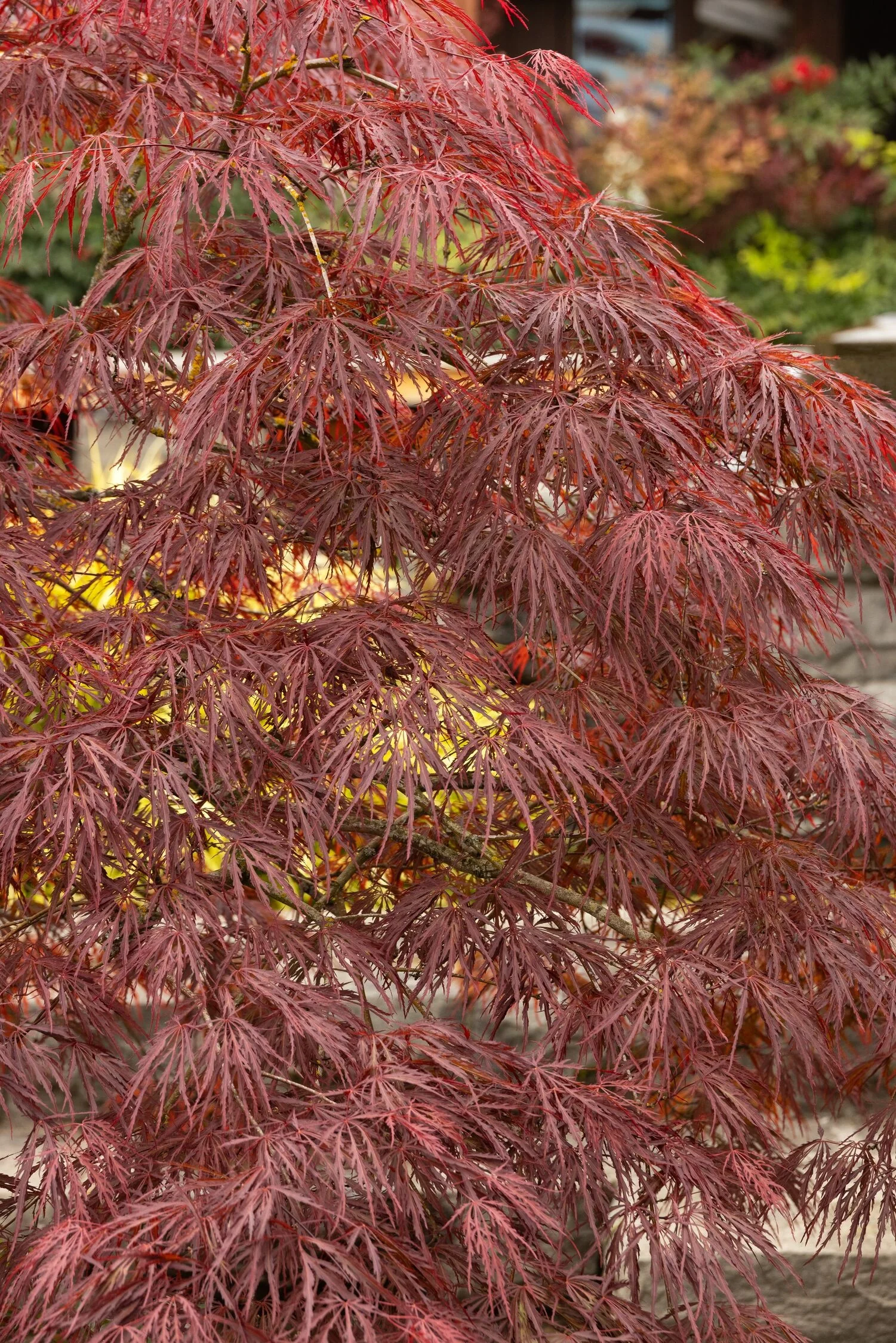 Velvet Viking™ Japanese Maple, Monrovia Plant