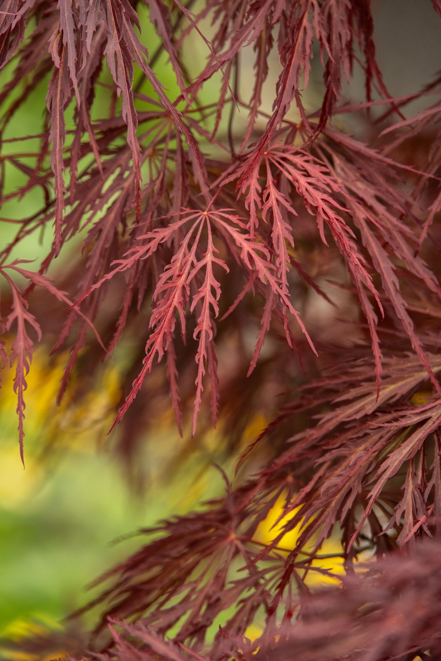 Velvet Viking™ Japanese Maple, Monrovia Plant