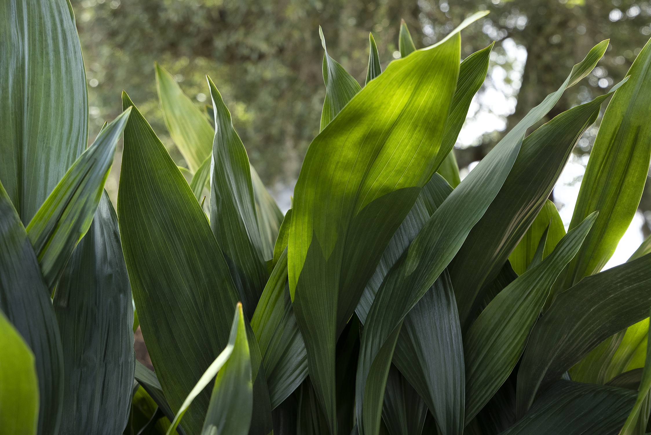 Cast Iron Plant, Aspidistra elatior, Monrovia Plant