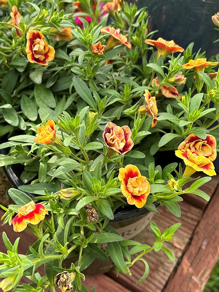 34943_calibrachoa_minifamous_n