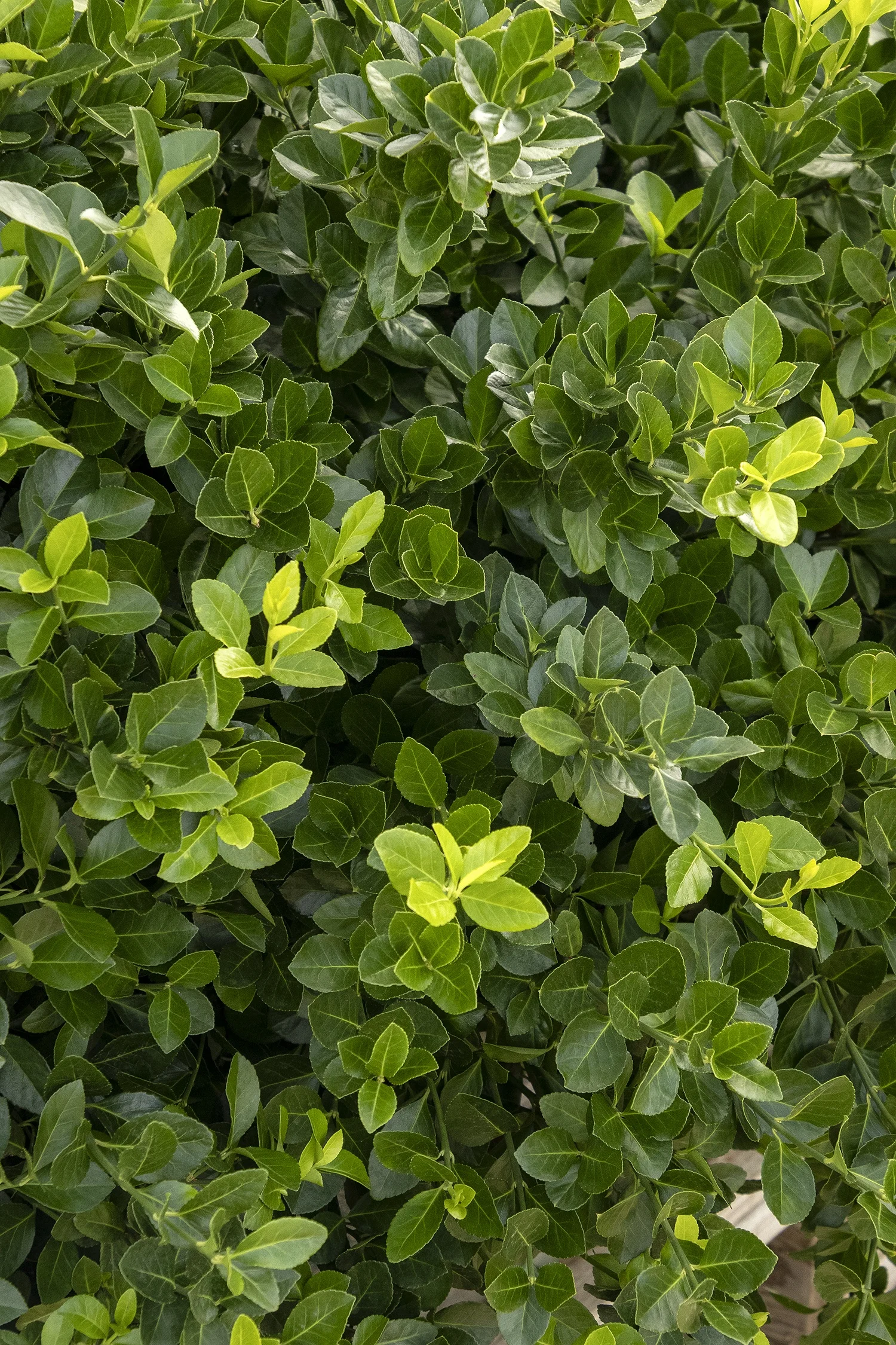 ©Monrovia by Doreen Wynja 