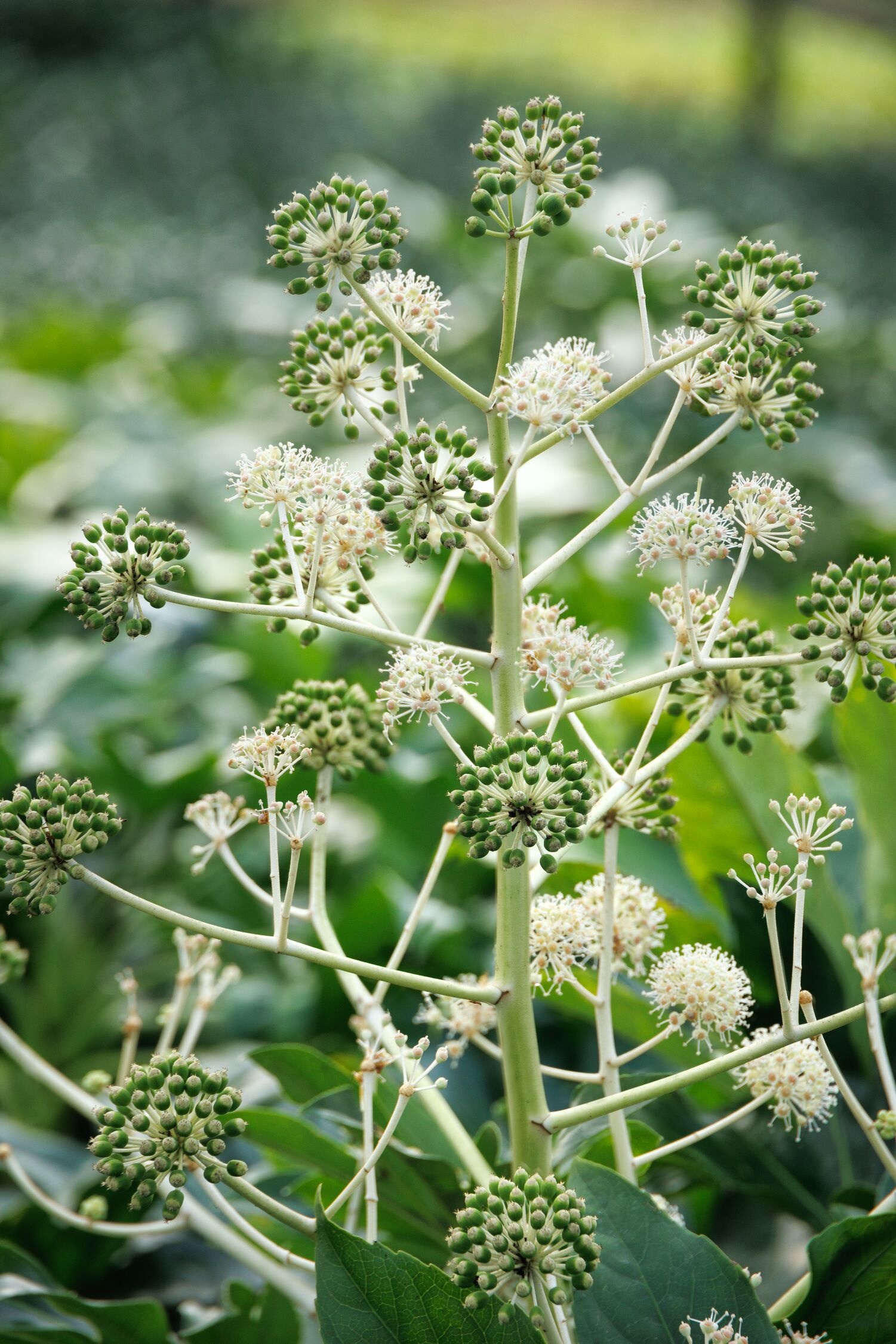 Japanese Aralia
