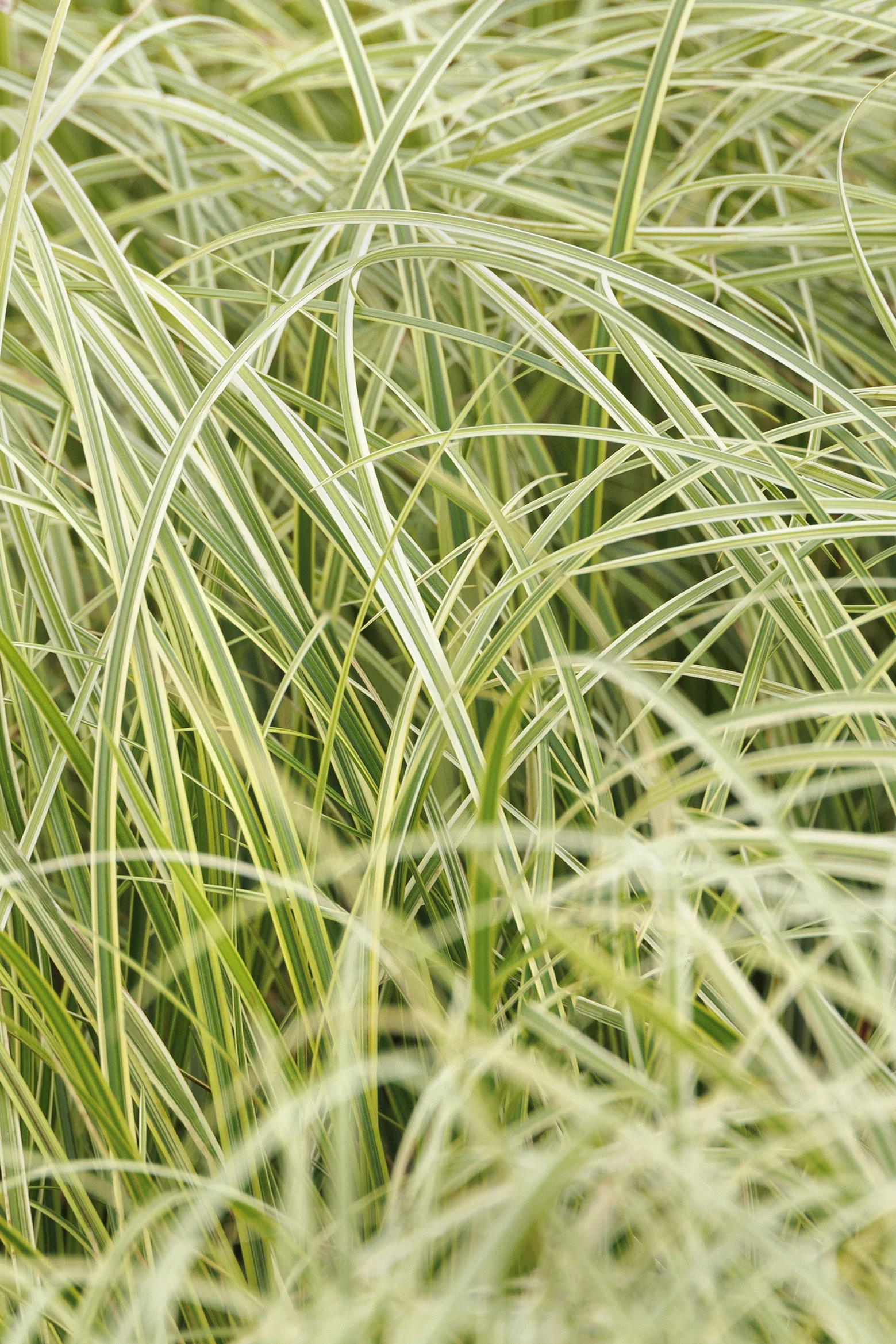 © Monrovia by Doreen Wynja