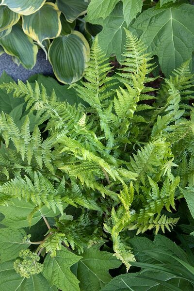 ti leaf plants Ti Leaf, Red Sensation main image 0