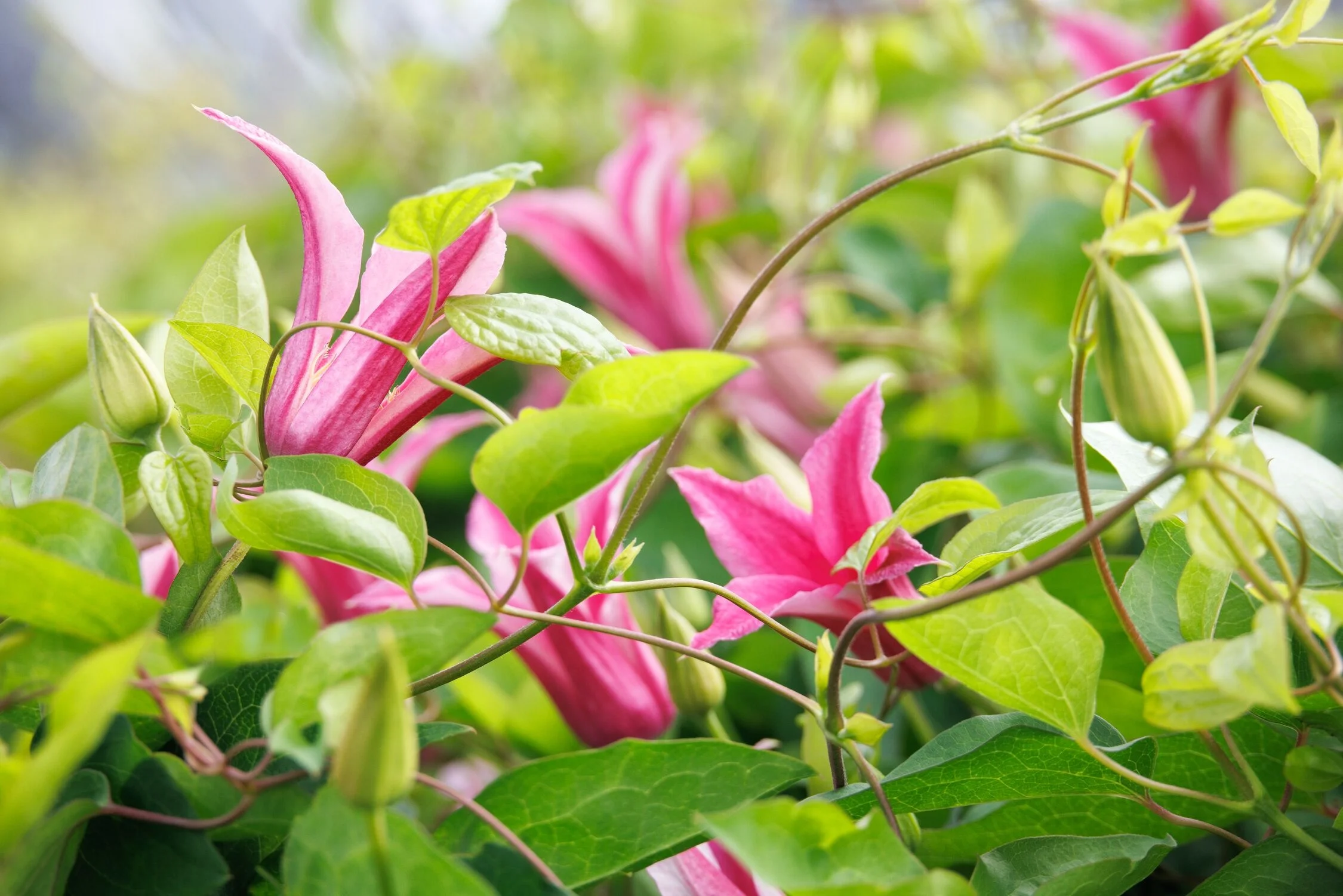 © Monrovia by Doreen Wynja