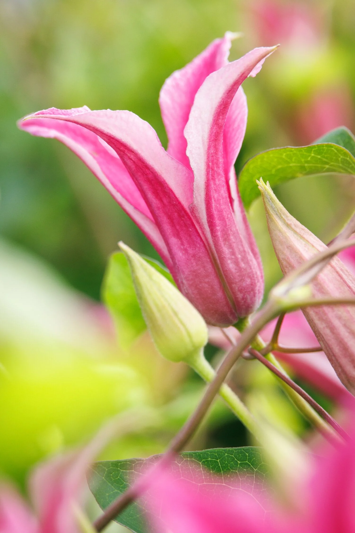 © Monrovia by Doreen Wynja