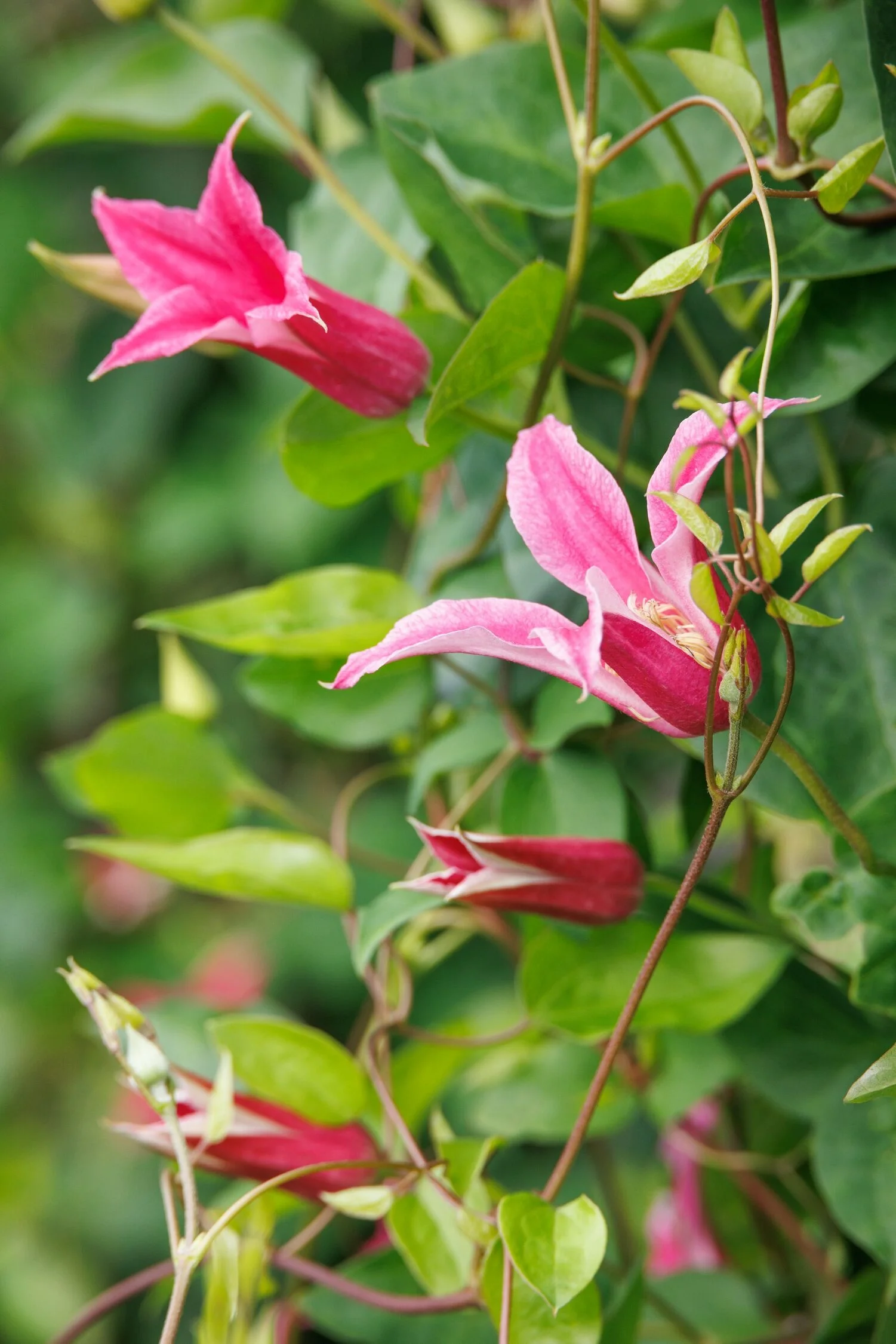 © Monrovia by Doreen Wynja