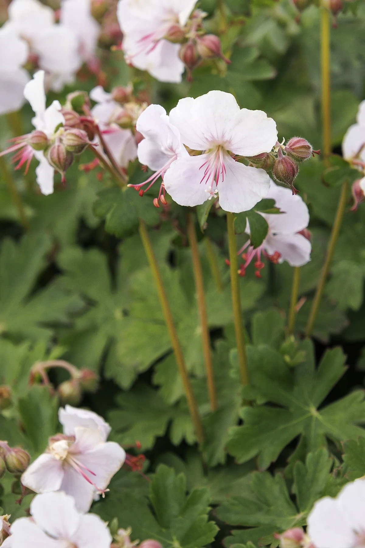 © Monrovia by Doreen Wynja