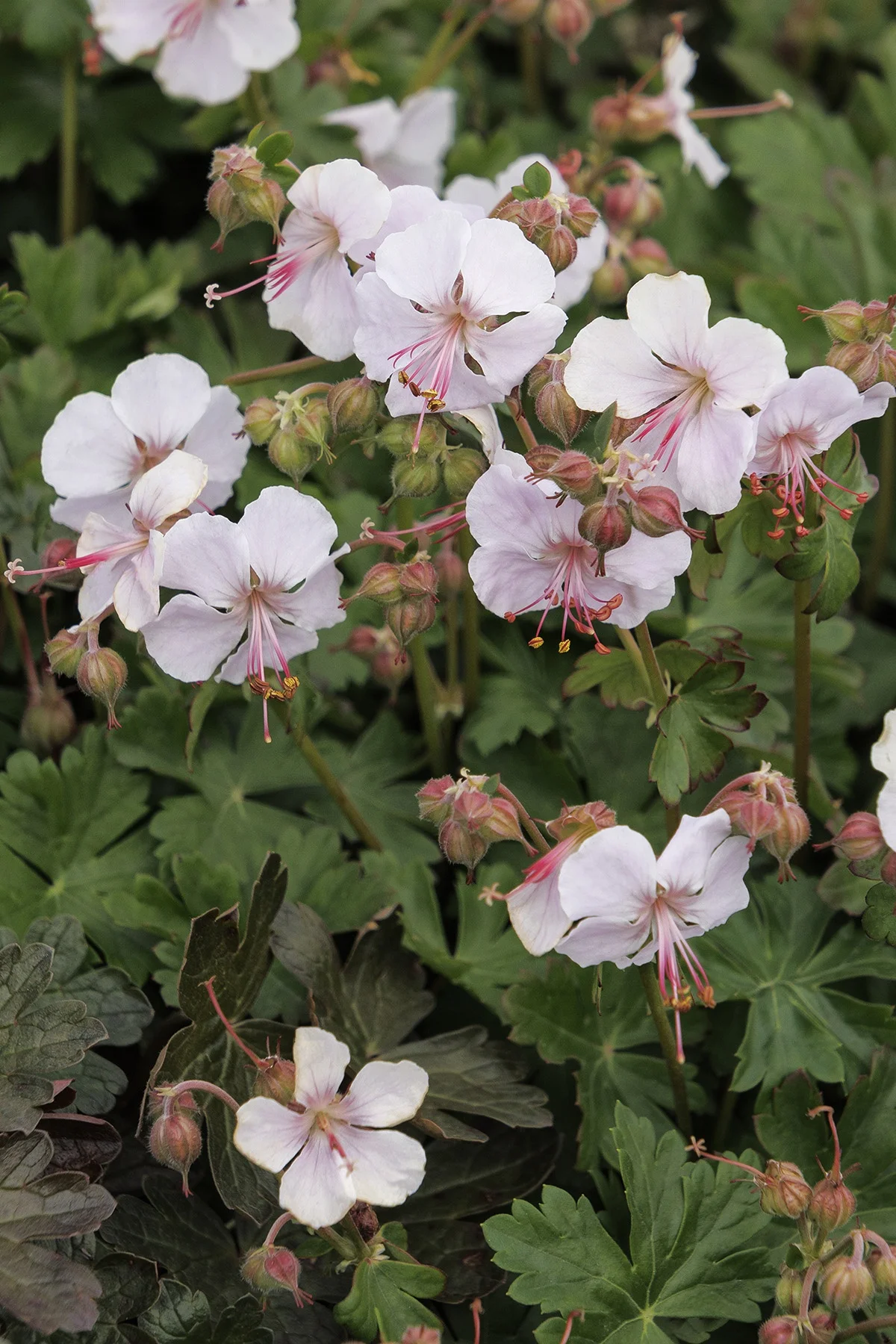 © Monrovia by Doreen Wynja