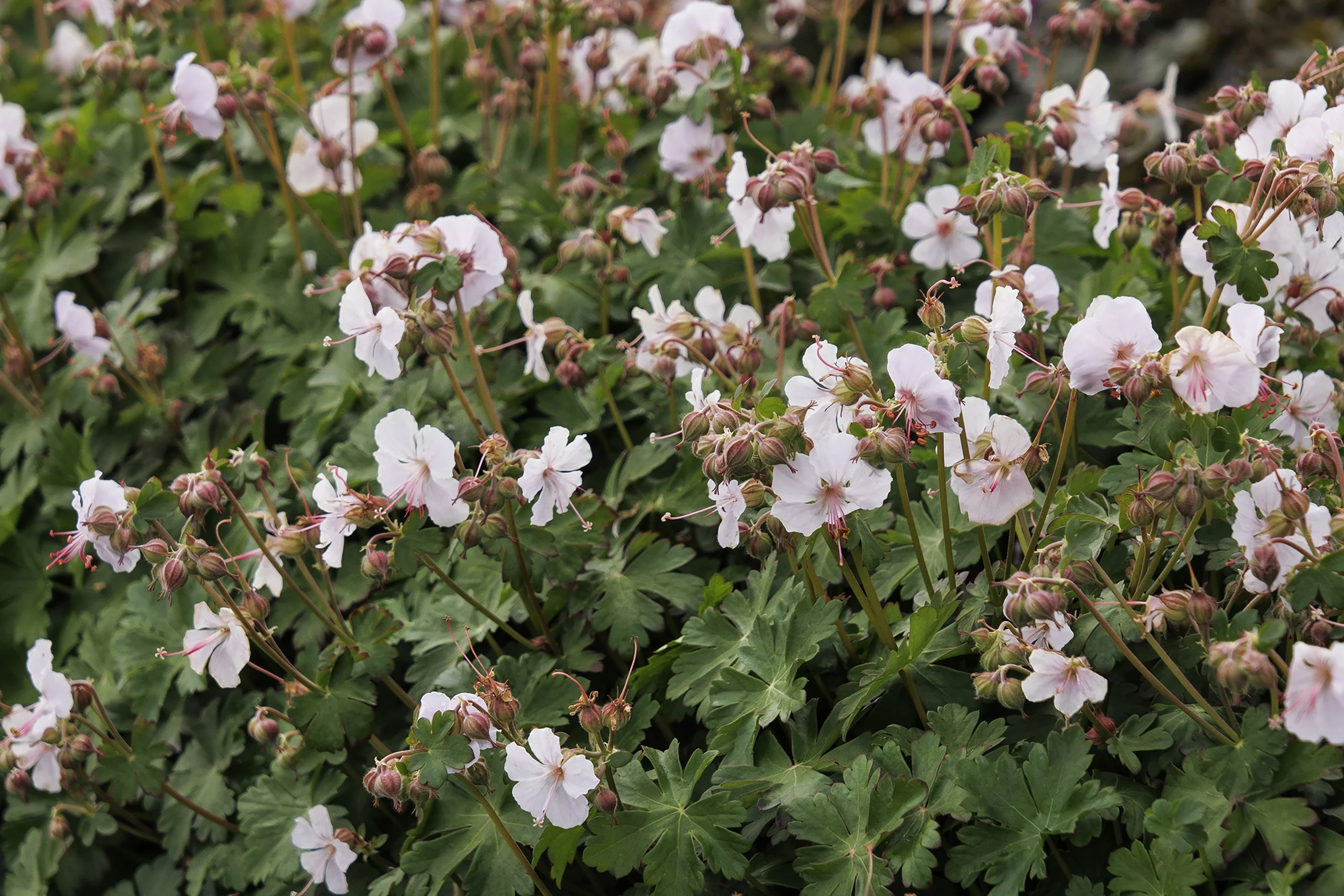 © Monrovia by Doreen Wynja