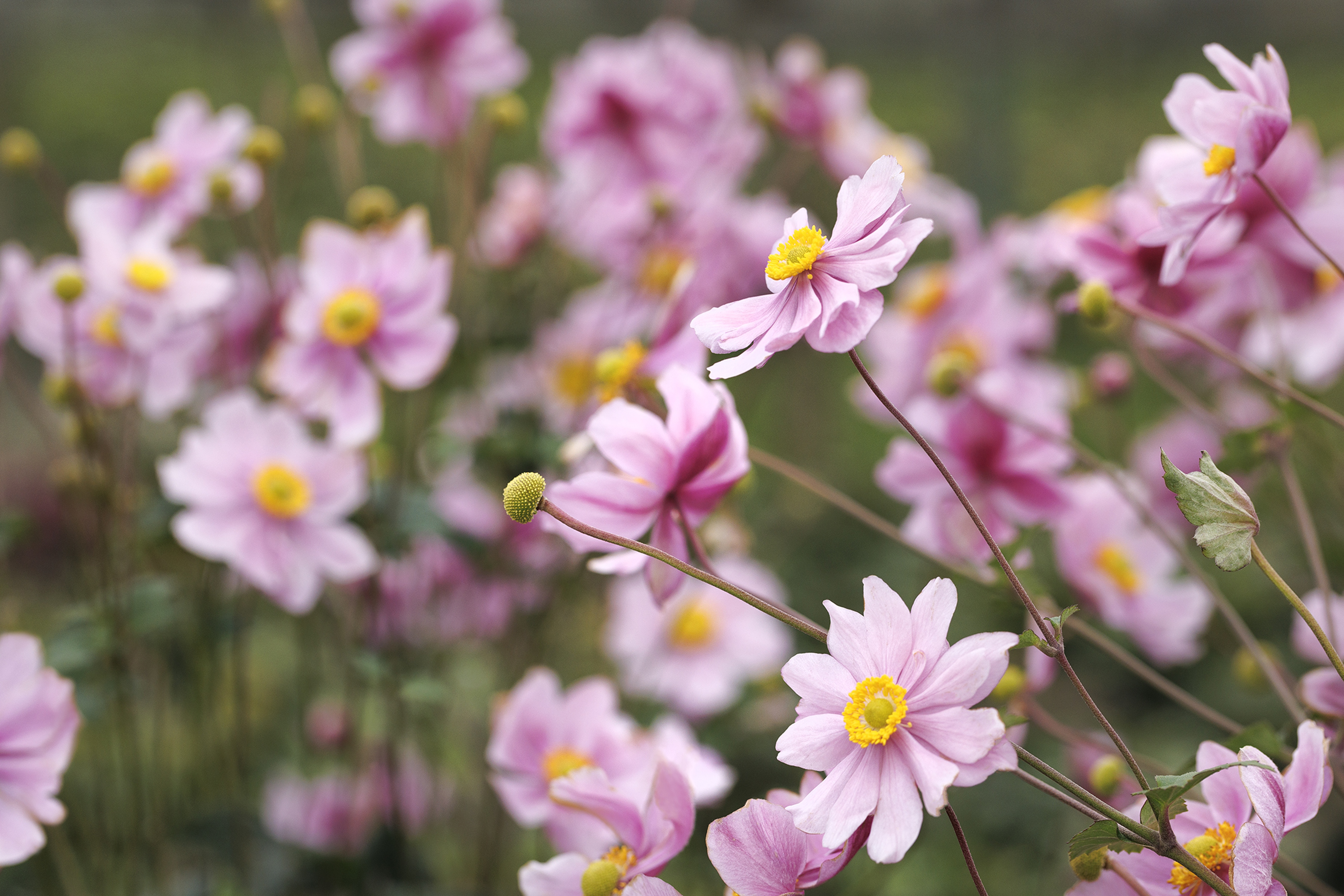 Serenade Japanese Anemone, Anemone x hybrida 'Serenade', Monrovia