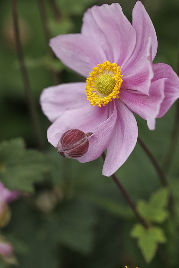 Serenade Japanese Anemone, Anemone x hybrida 'Serenade', Monrovia