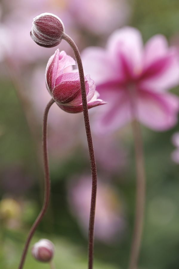 Serenade Japanese Anemone, Anemone x hybrida 'Serenade', Monrovia