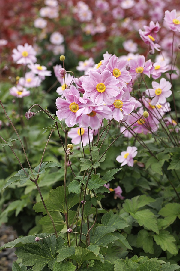 【AR】K.ito リトグラフ Anemone アネモネ 25/500 ANE775_2db0cc8e-6308-4865-bb2b