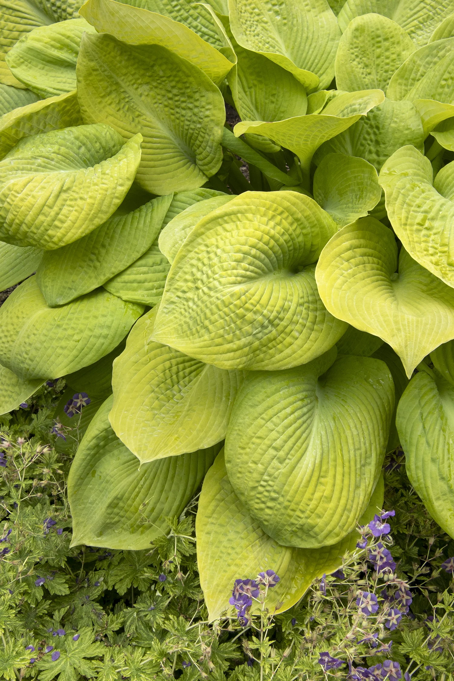 ©Monrovia by Doreen Wynja 