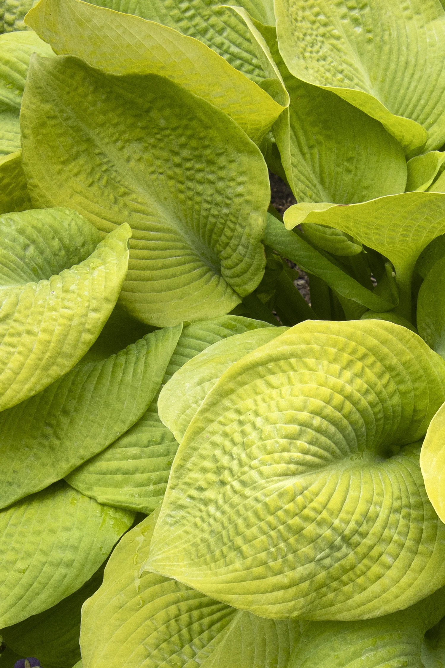 ©Monrovia by Doreen Wynja 