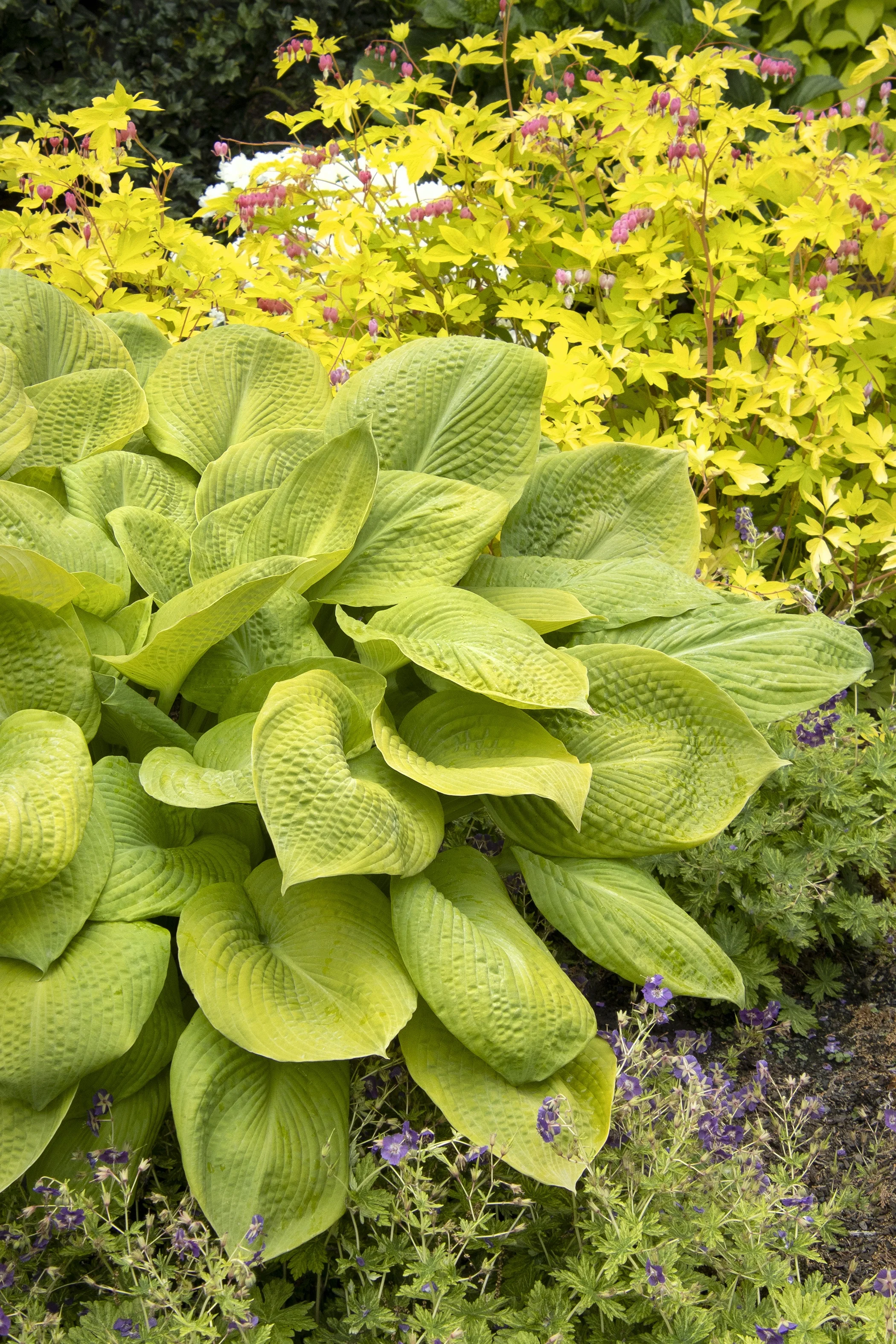 ©Monrovia by Doreen Wynja 