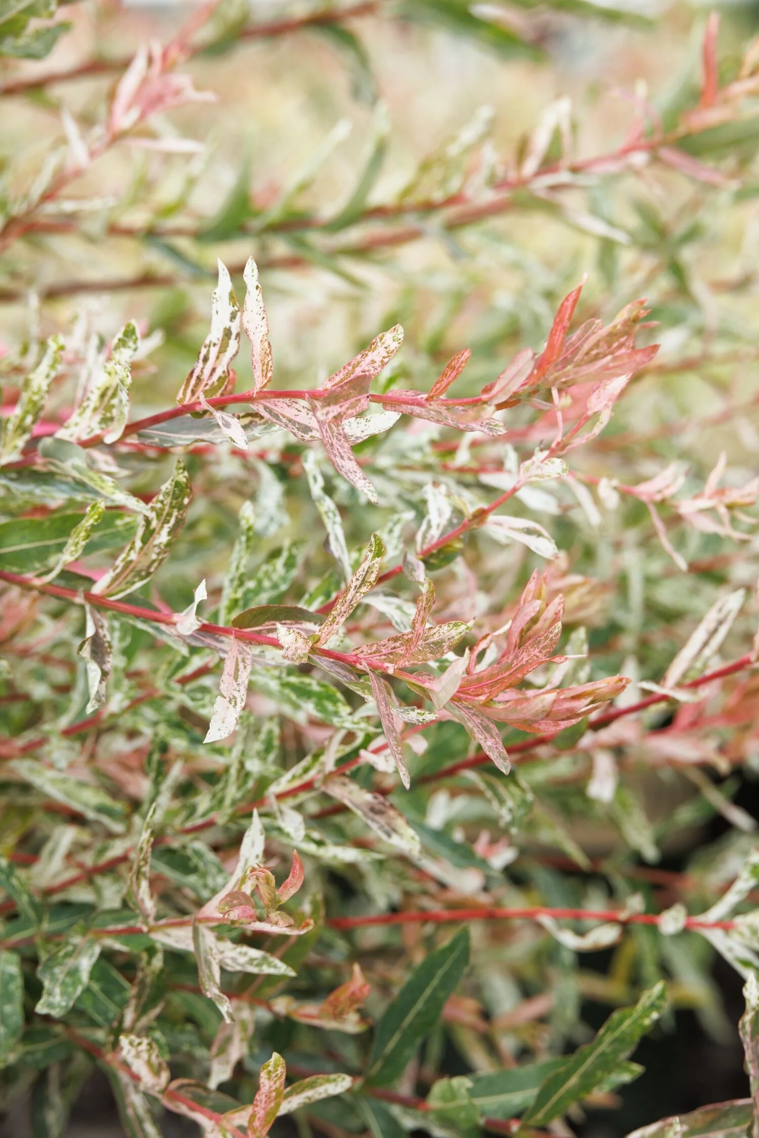 © Monrovia by Doreen Wynja