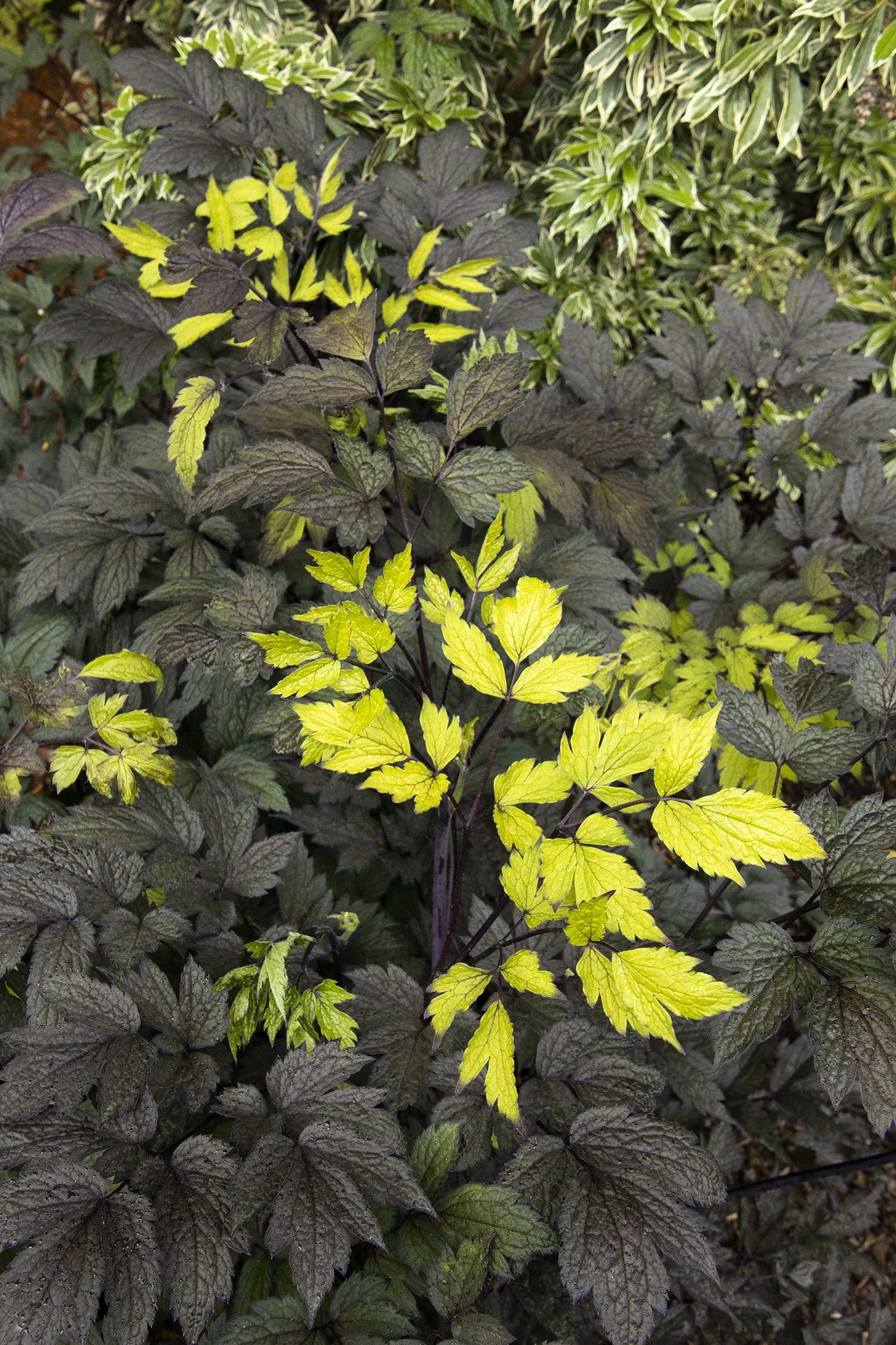 ©Monrovia by Doreen Wynja 