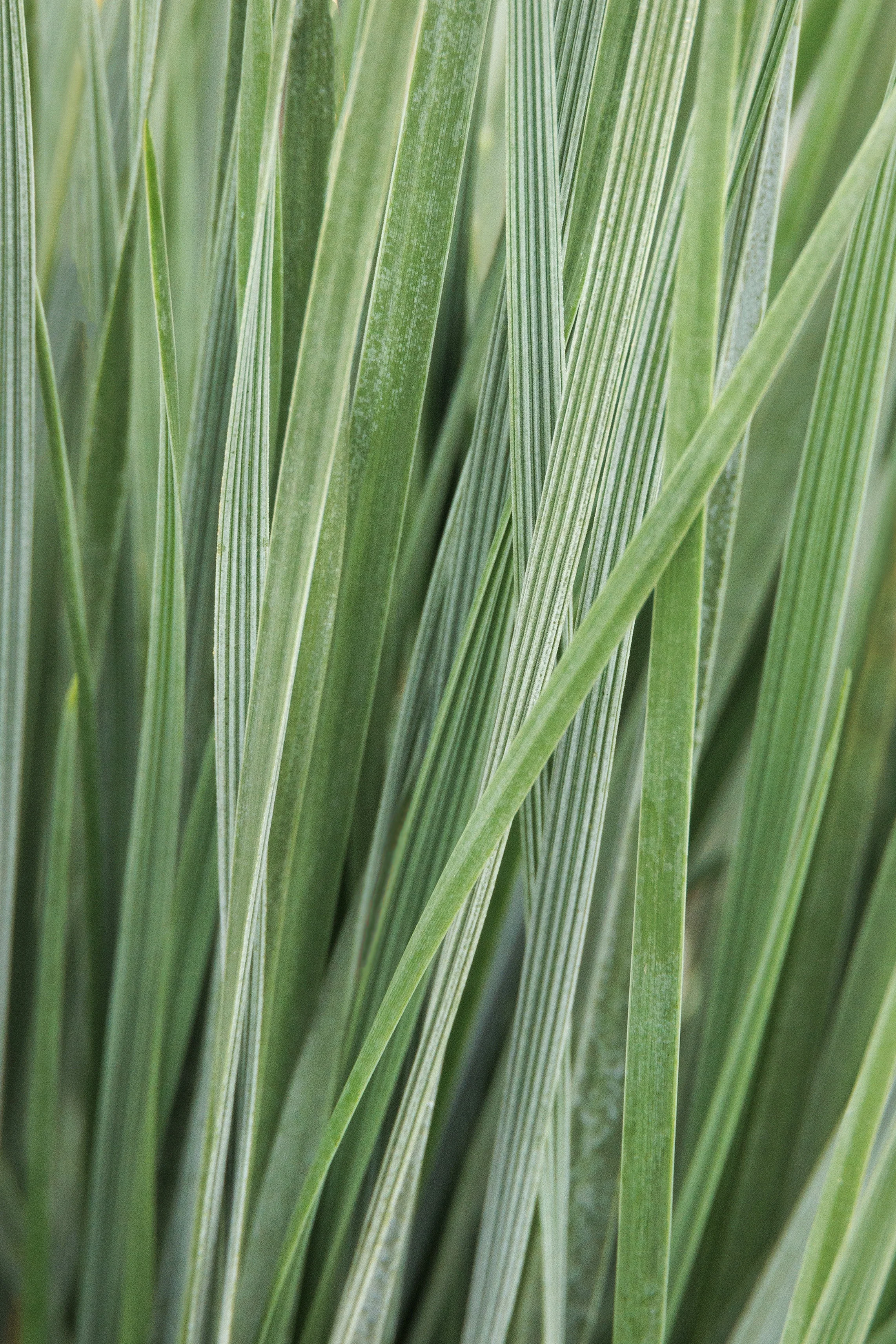 © Monrovia by Doreen Wynja