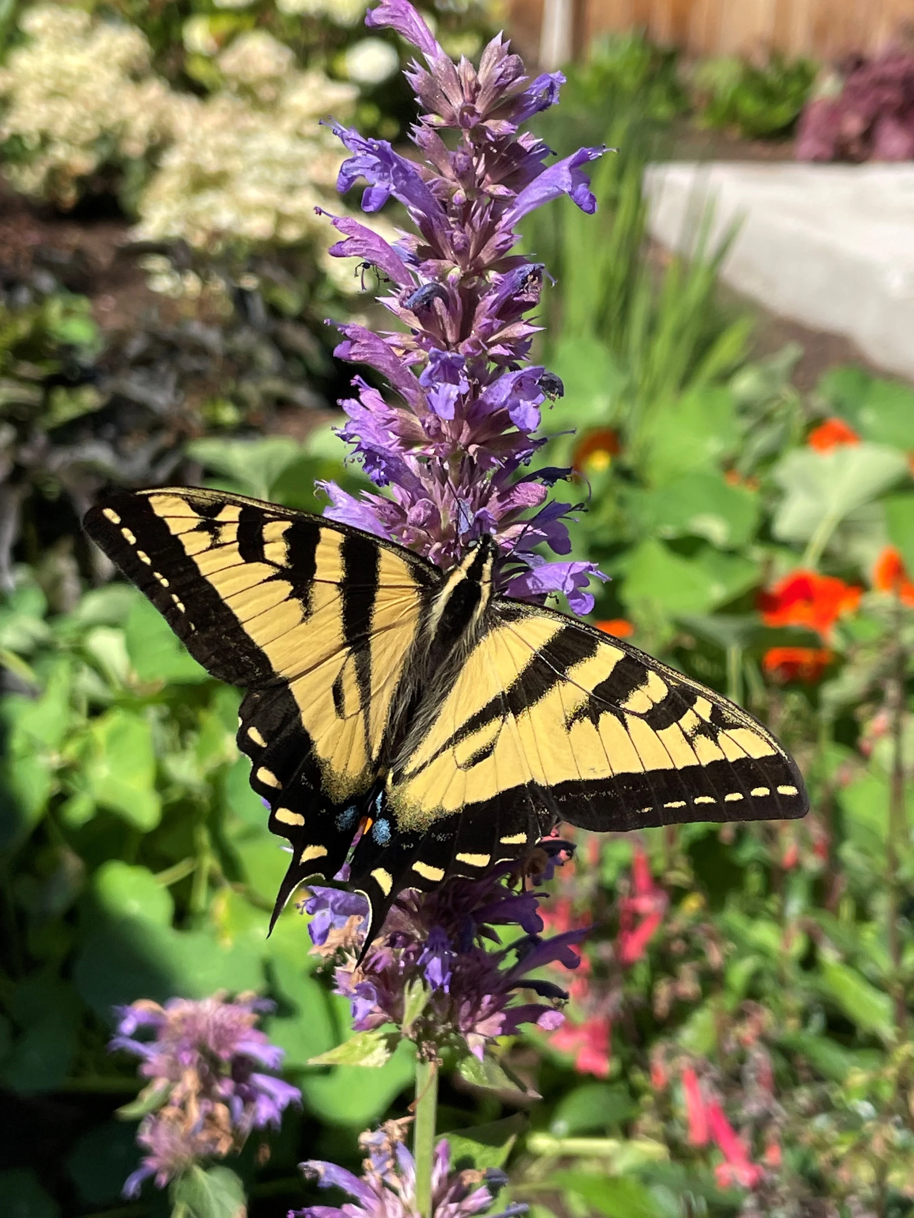 Swallowtail Butterfly by Megan McConnell, ©MNC