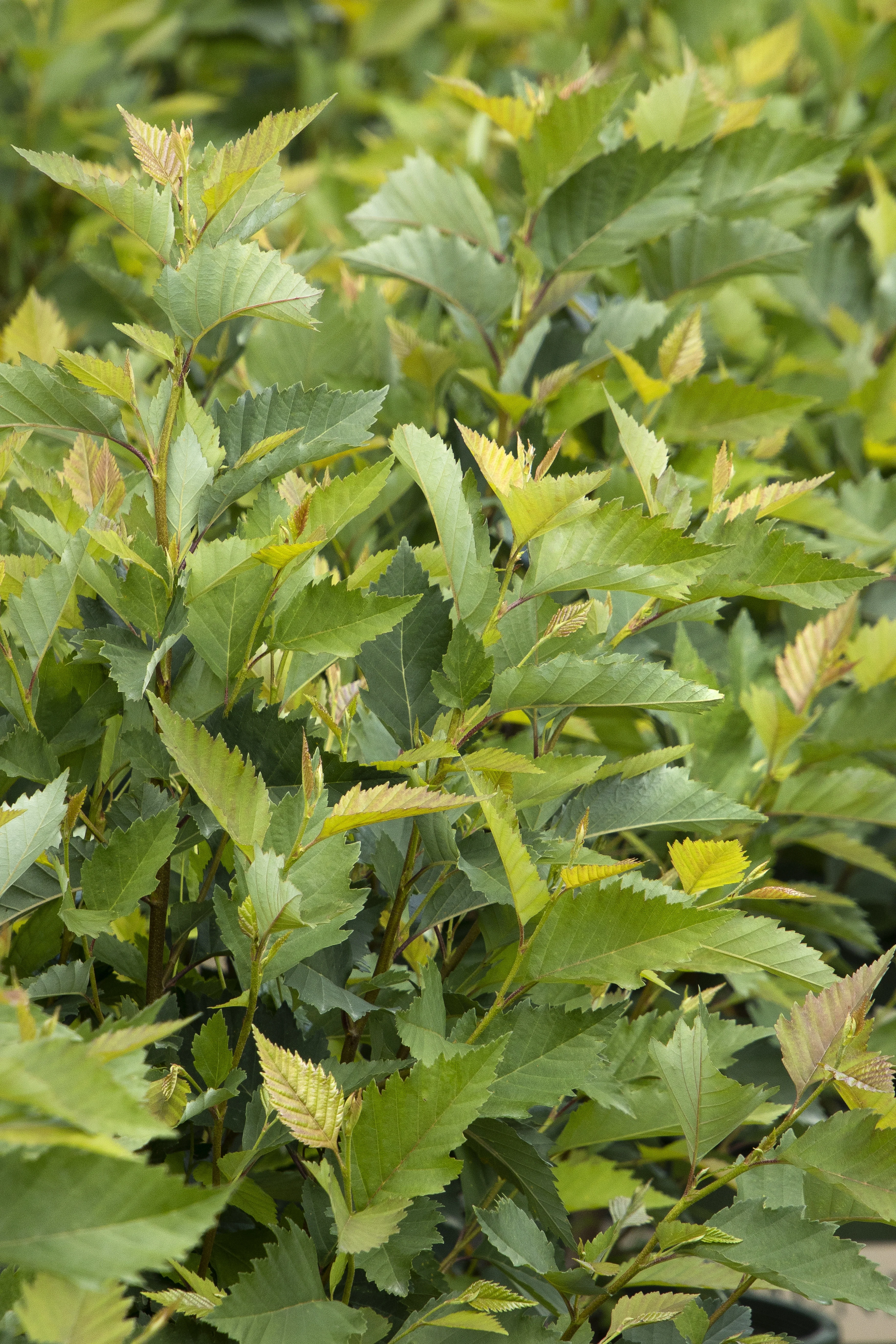 ©Monrovia by Doreen Wynja 