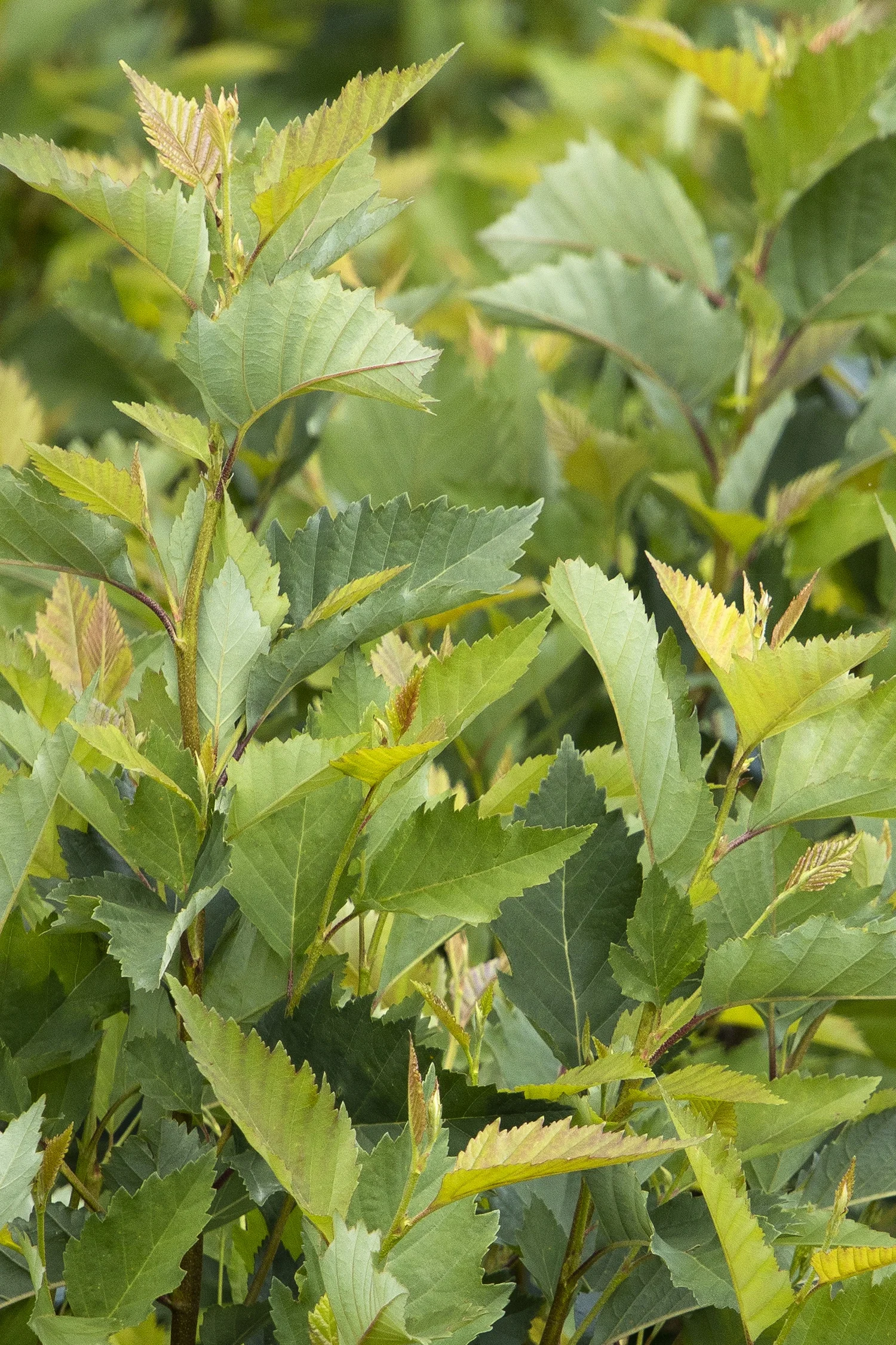 ©Monrovia by Doreen Wynja 