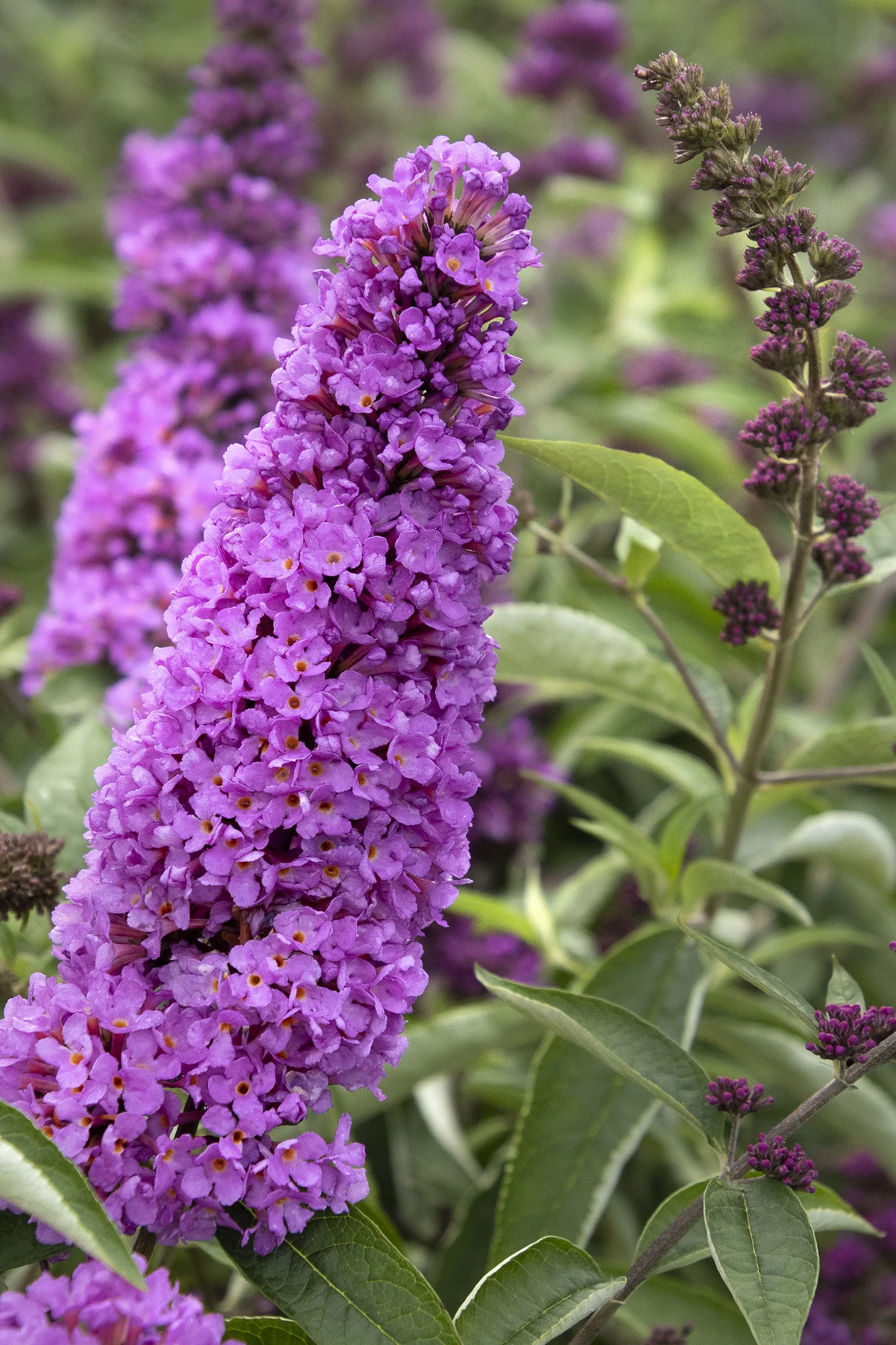 ©Monrovia by Doreen Wynja 