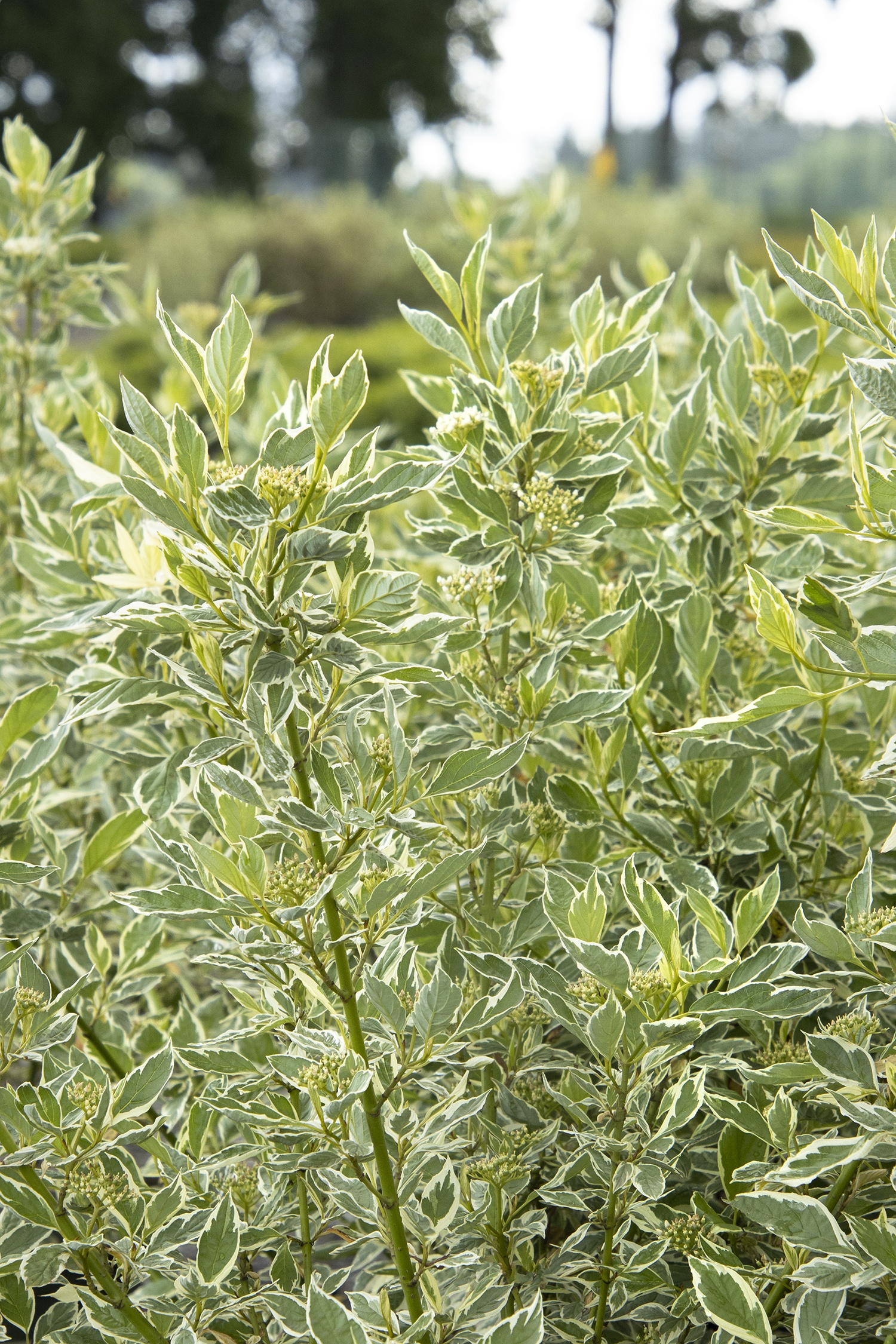 Creme de Mint Dogwood