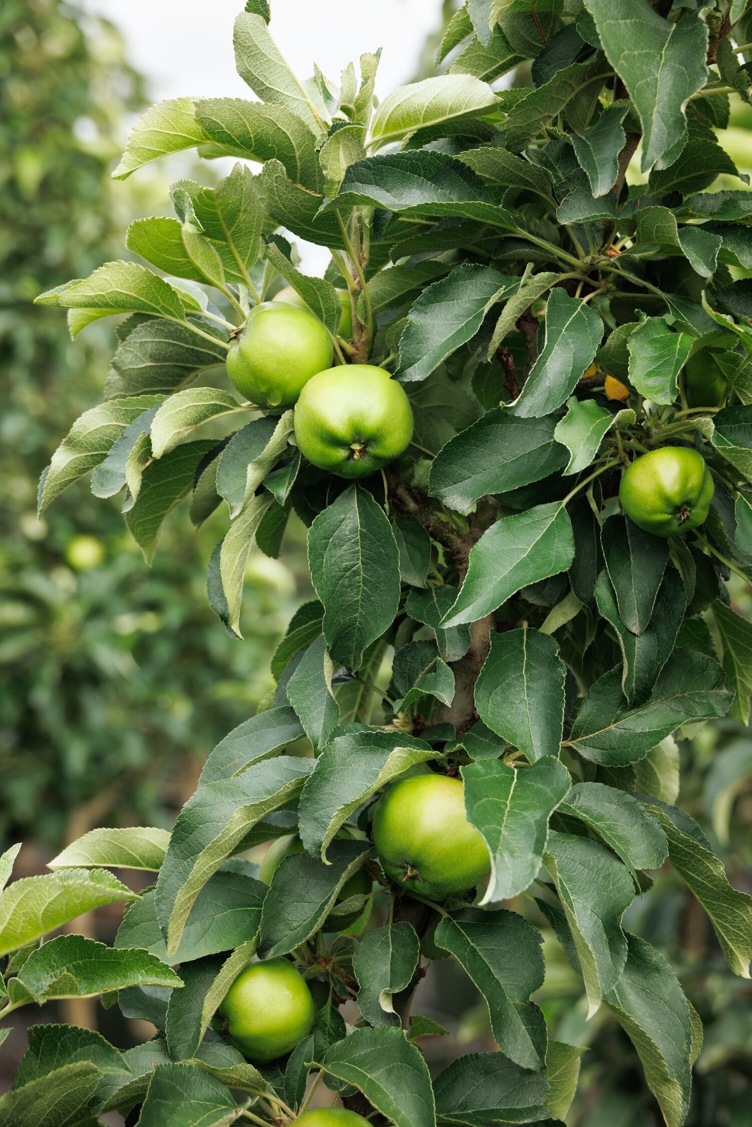 Fruit Snacks® Tangy Green™ Columnar Apple, Malus x domestica 'AK-98'