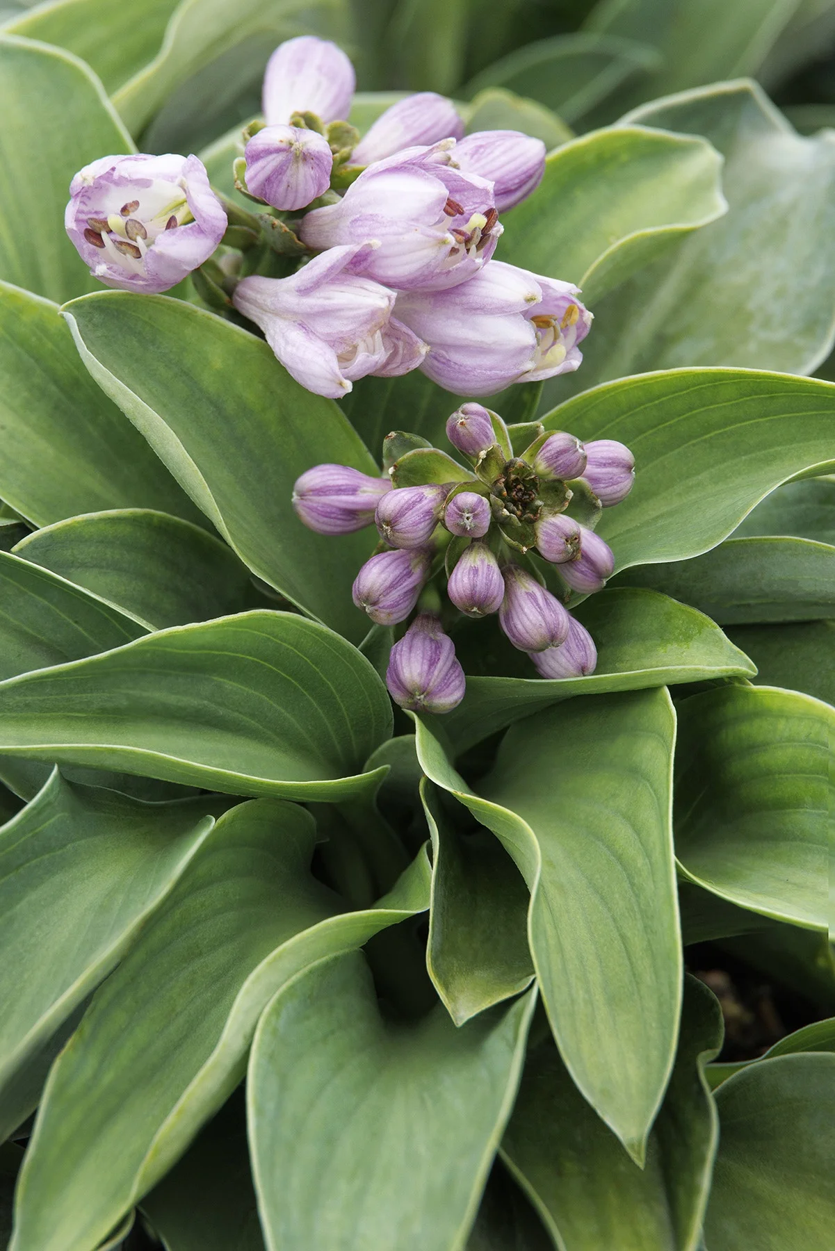 © Monrovia by Doreen Wynja