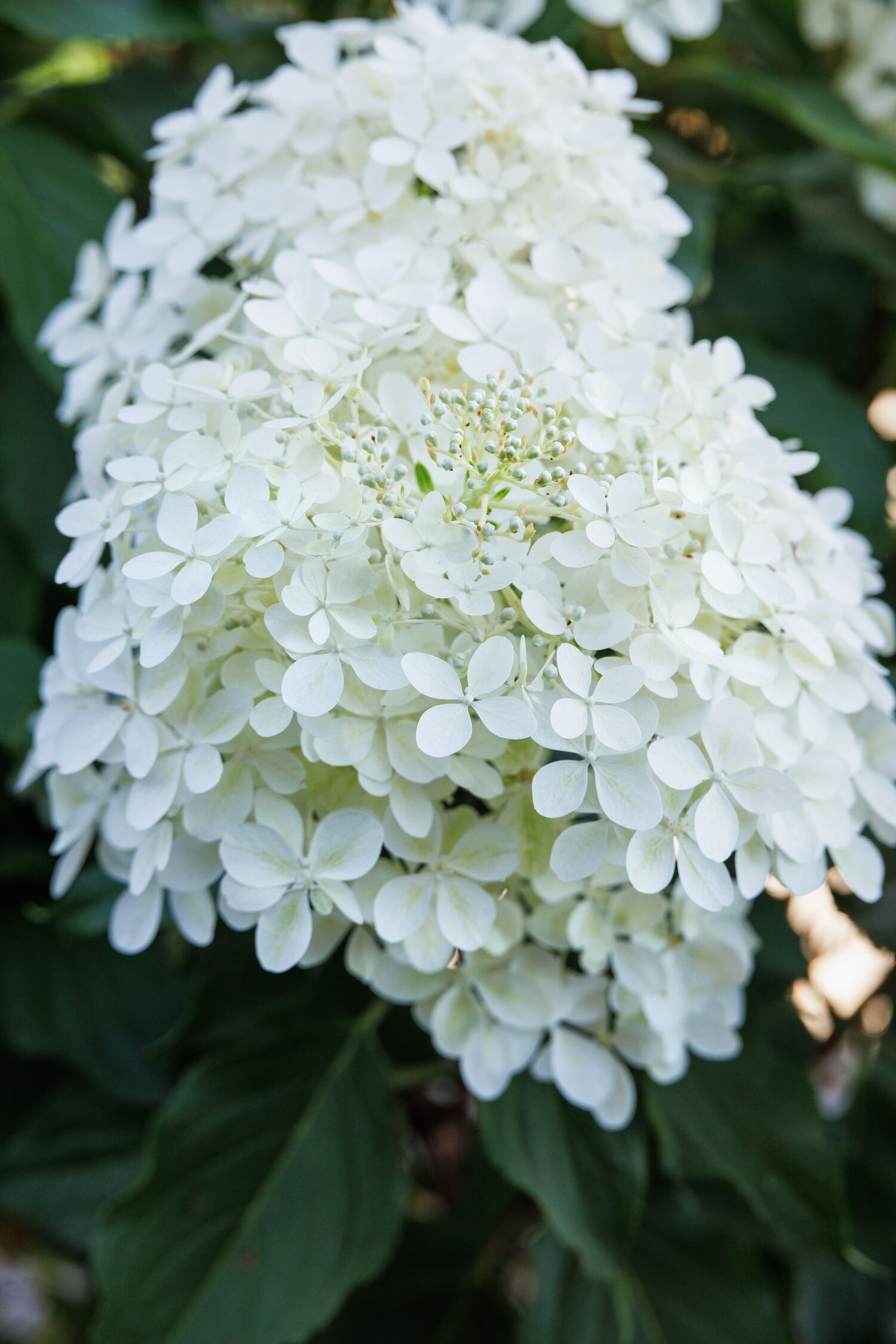 Hydrangea Paniculata Phantom Std