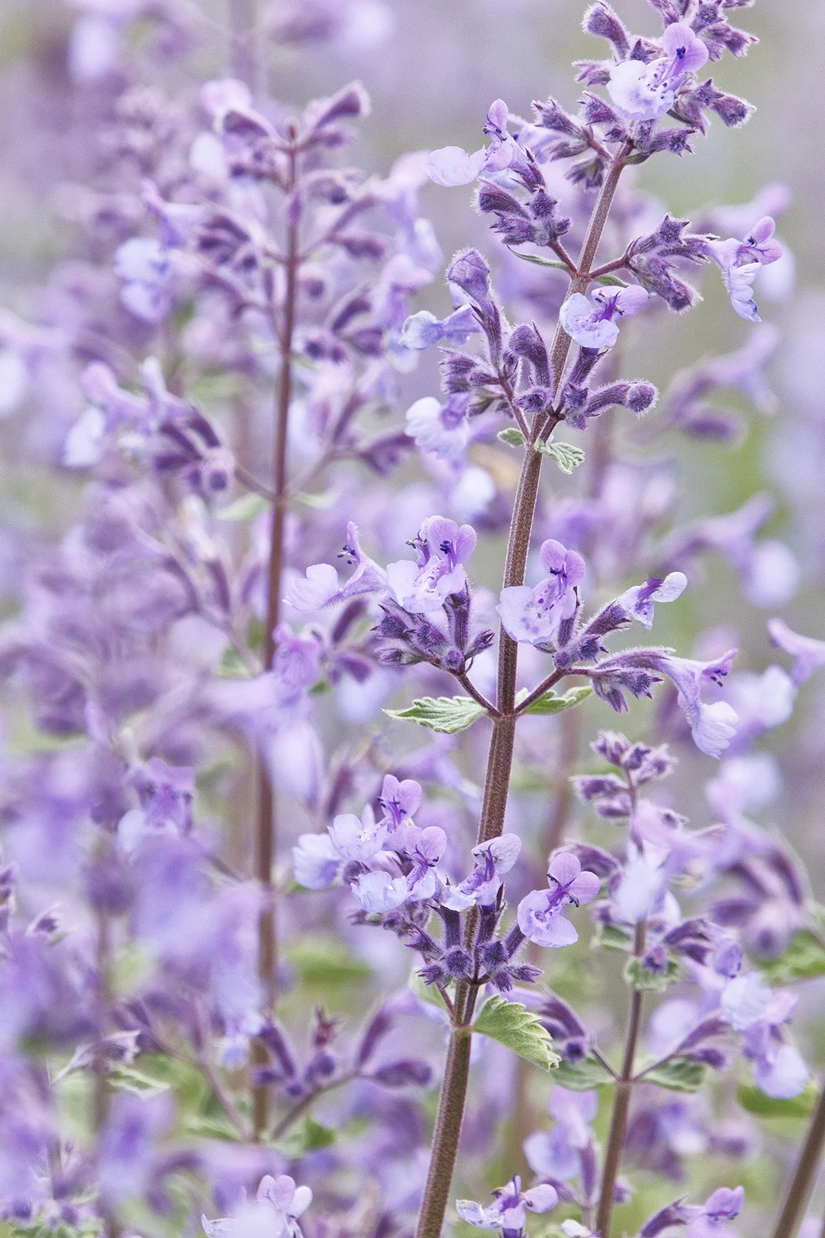 © Monrovia by Doreen Wynja