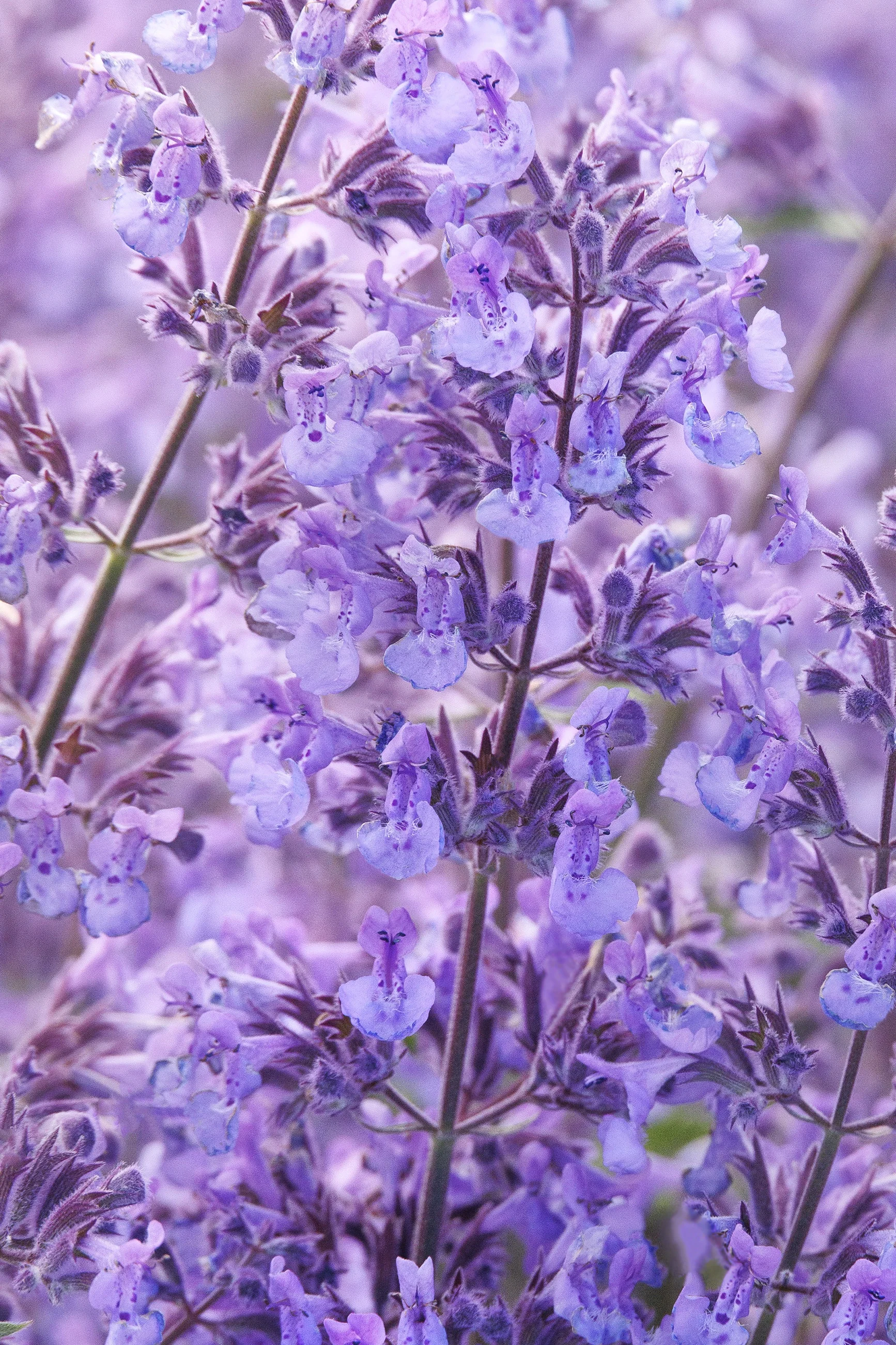 © Monrovia by Doreen Wynja