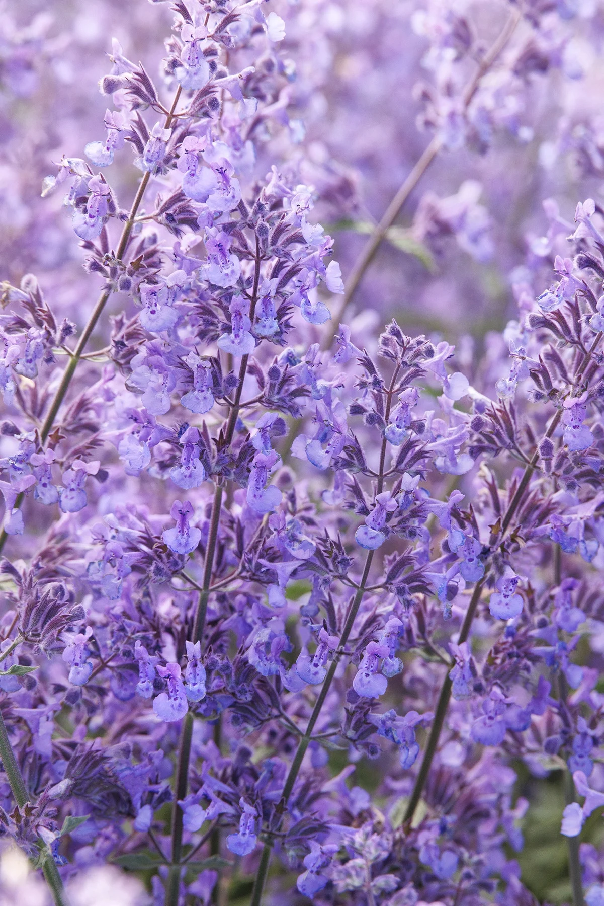 © Monrovia by Doreen Wynja