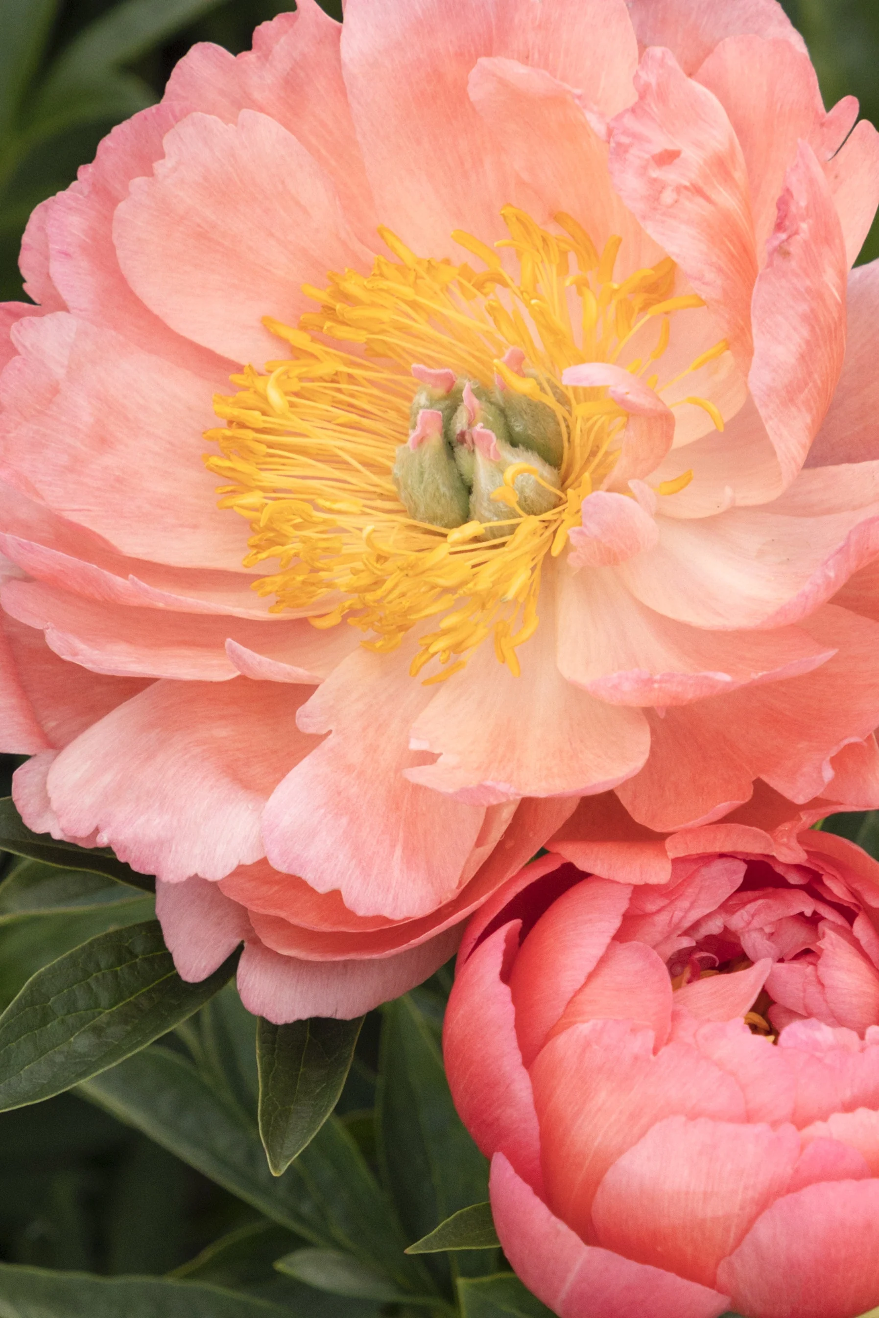 Pink Hawaiian Coral Peony, Paeonia hybrid 'Pink Hawaiian Coral'
