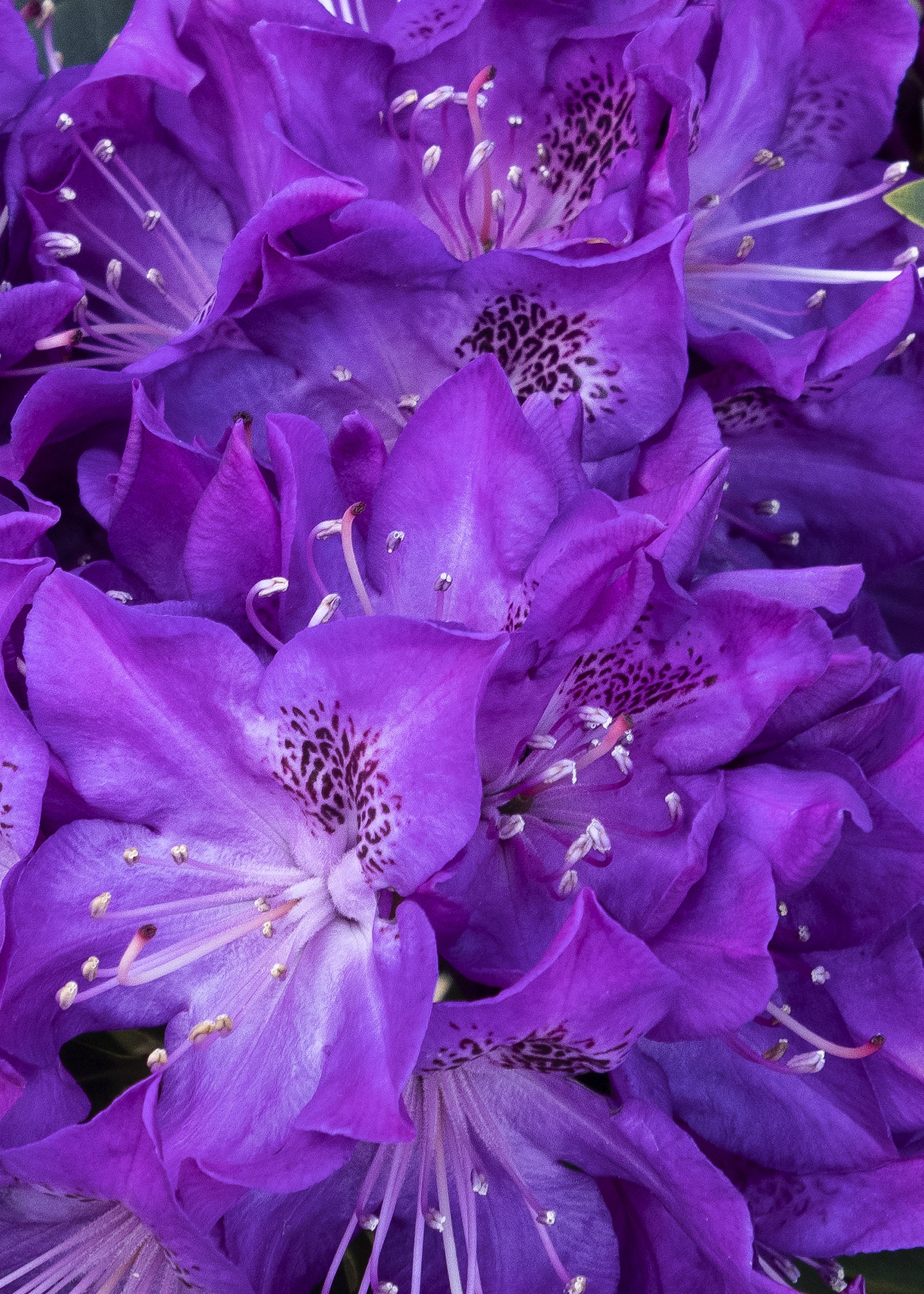 Florence Parks Rhododendron, Rhododendron x 'Florence Parks' (H-1)