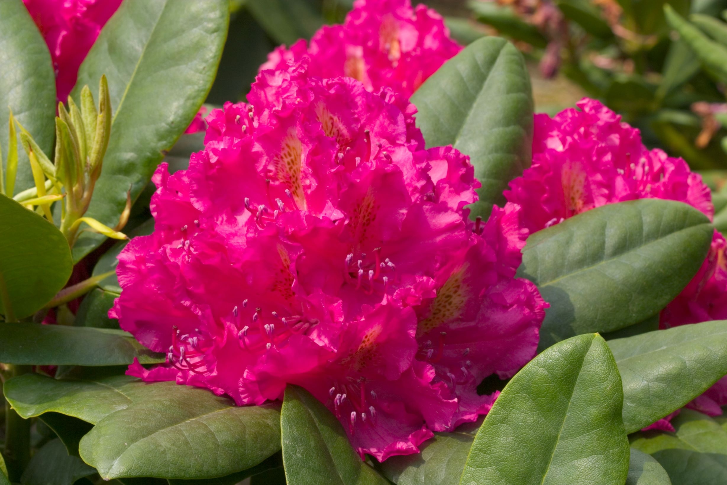 Pearce's American Beauty Rhododendron, Monrovia Plant