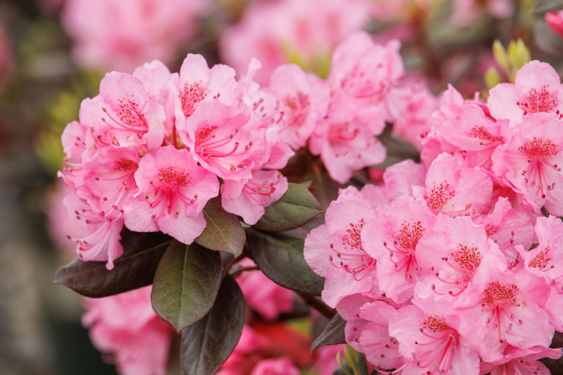 Bubblegum Rhododendron, Rhododendron x 'Bubblegum', Monrovia Plant