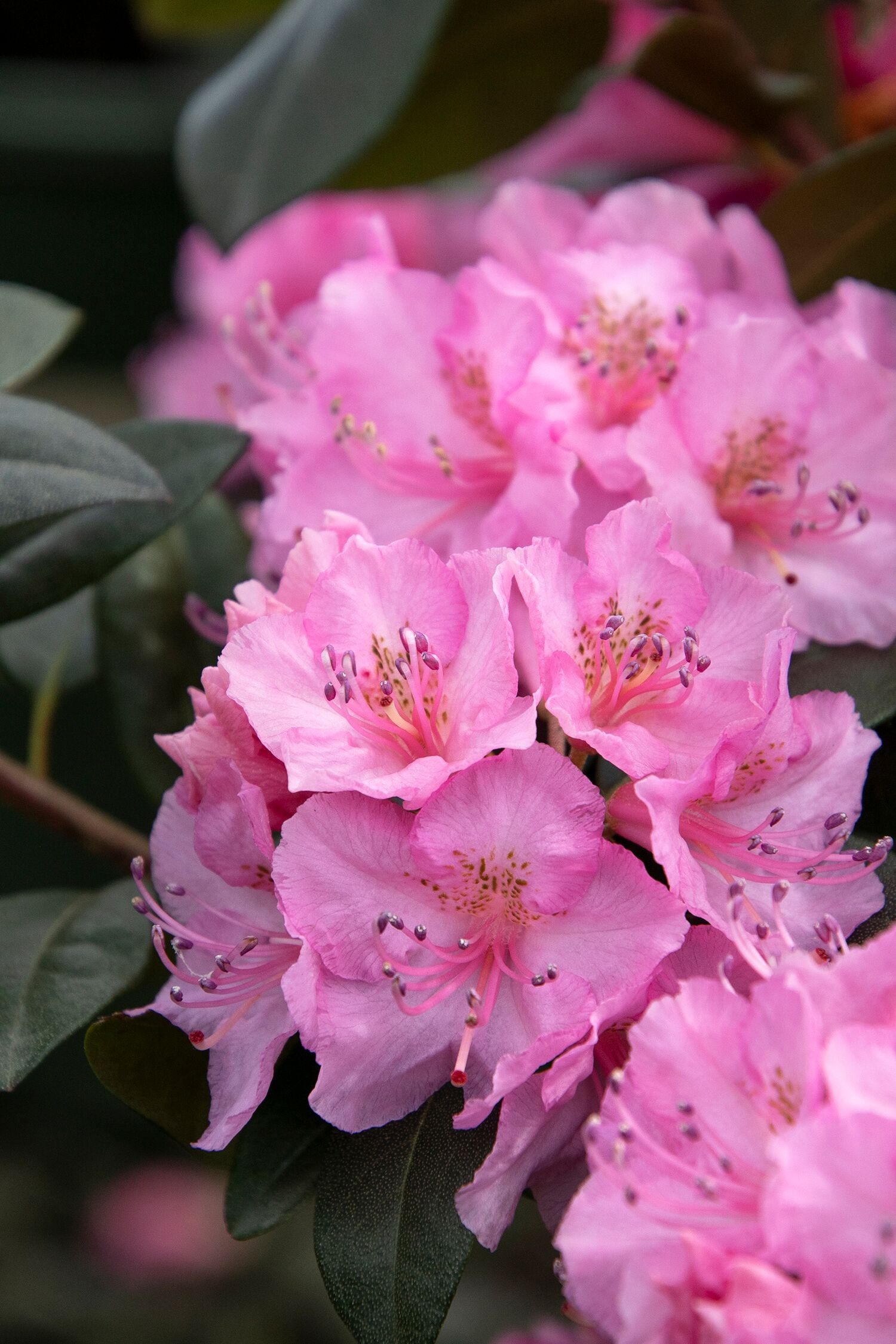 rhododendron pink princess Yaku Princess Rhododendron main image 1
