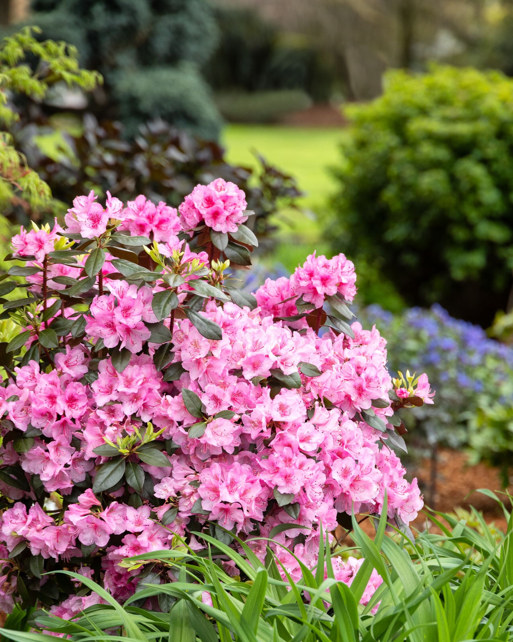 Bubblegum Rhododendron, Rhododendron x 'Bubblegum', Monrovia Plant