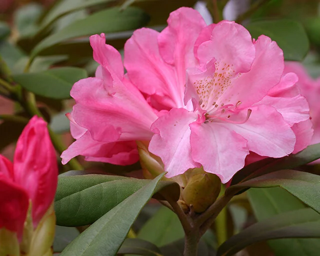 Yaku Prince Rhododendron, Rhododendron 'Yaku Prince' (H-2), Monrovia Plant