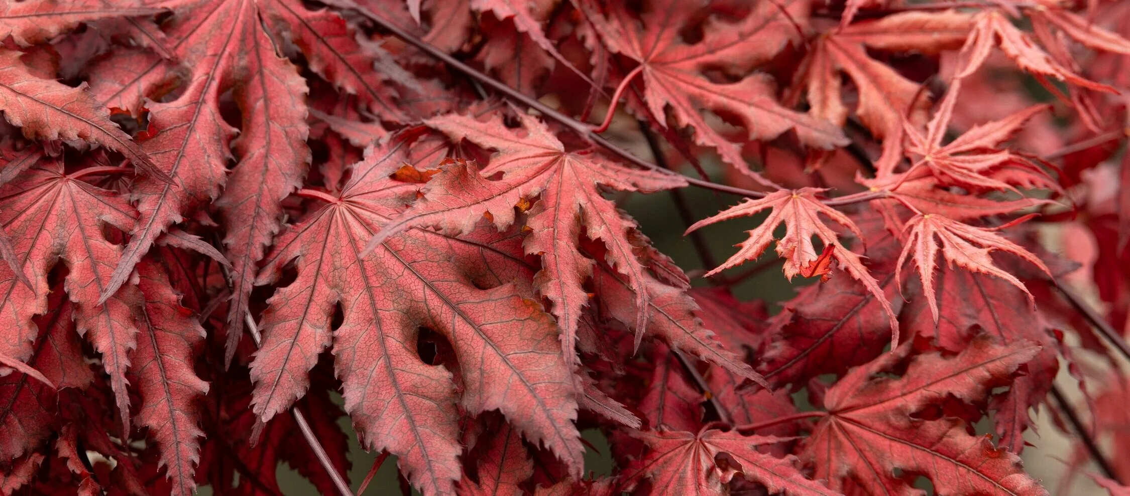 メープルページ♡ Purple Ghost Japanese Maple, Acer palmatum 'Purple Ghost