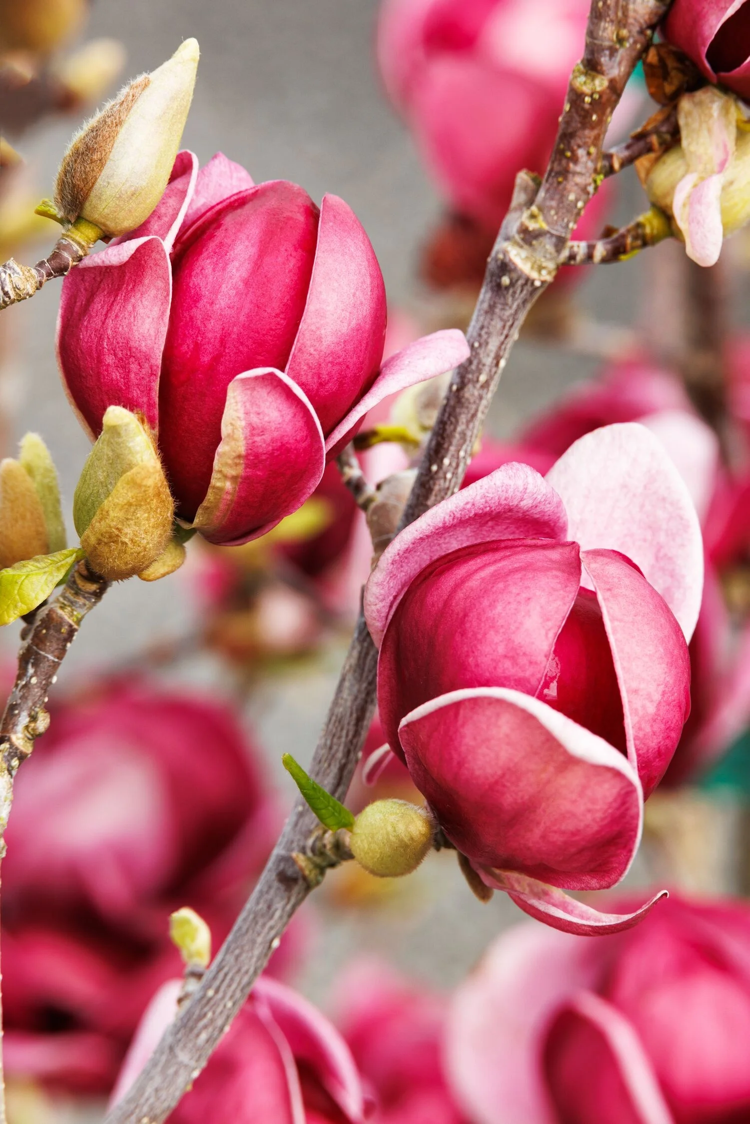 © Monrovia by Doreen Wynja