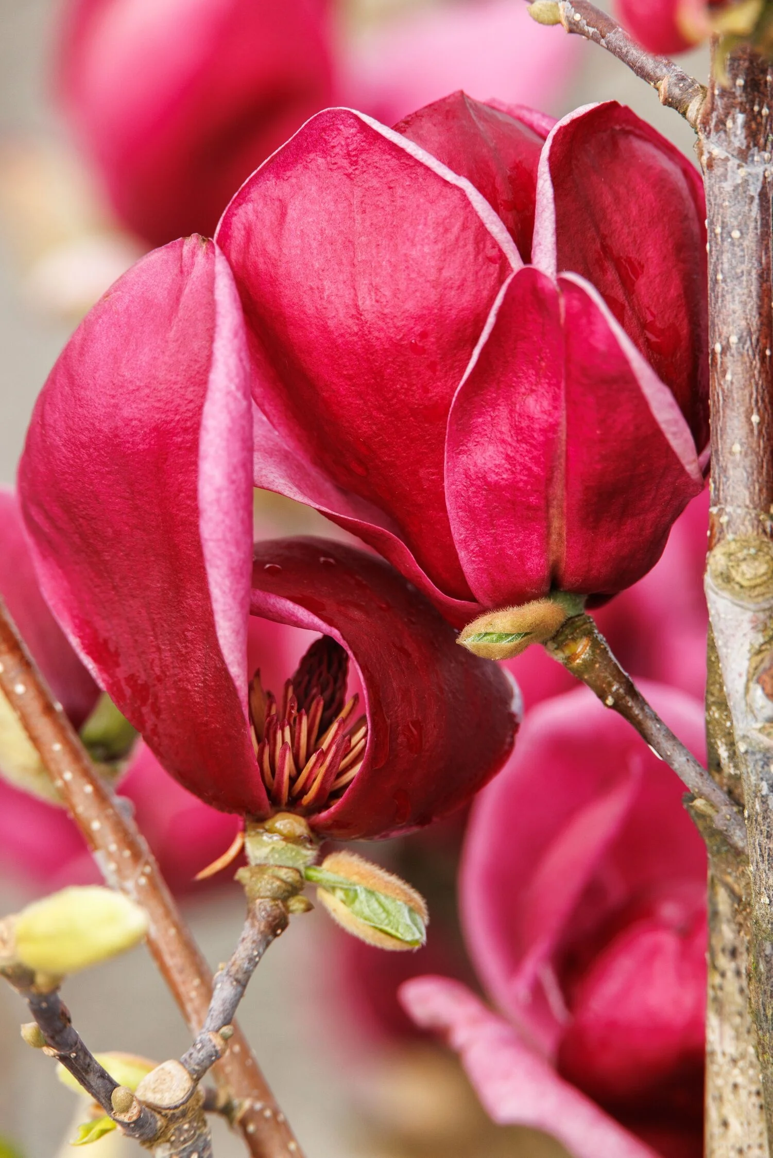 © Monrovia by Doreen Wynja